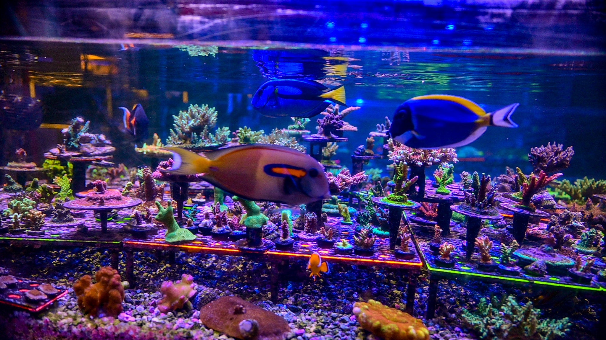 New Coral Arrivals - Reef Chasers