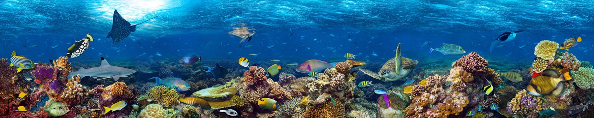 New Marine Fish - Reef Chasers