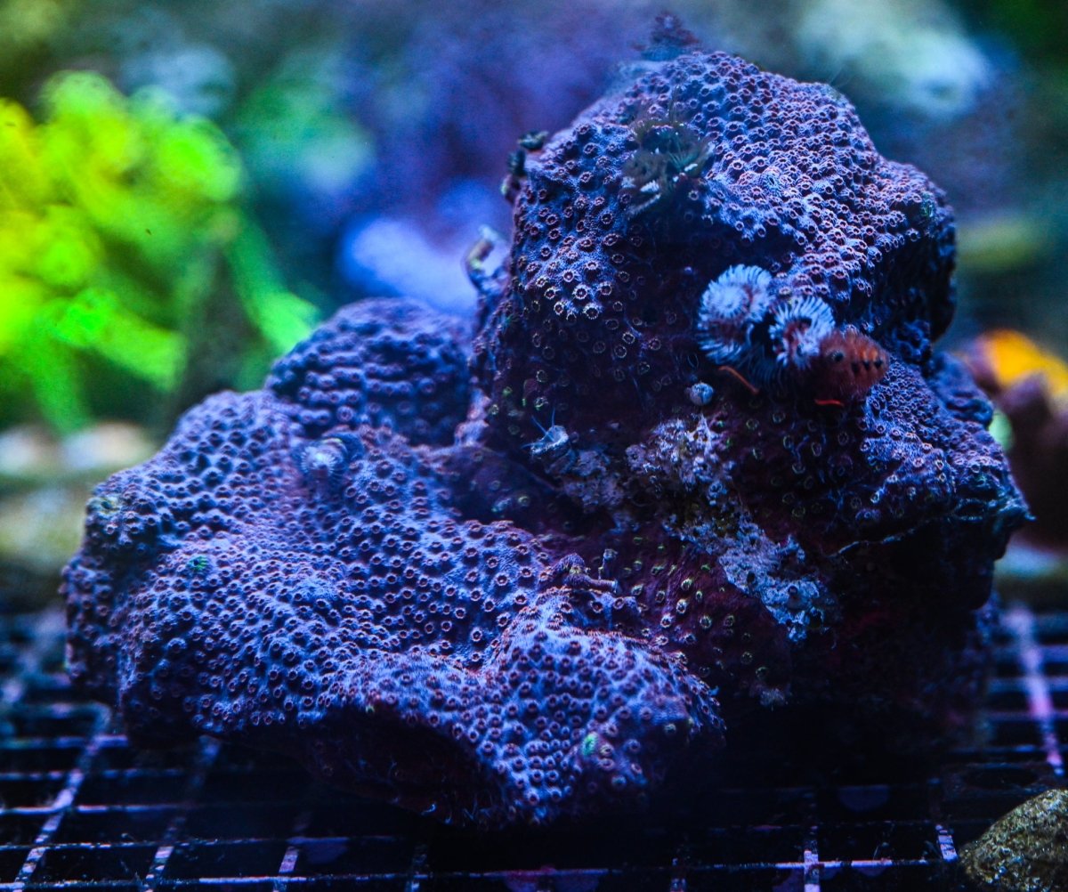 PORITES - Reef Chasers