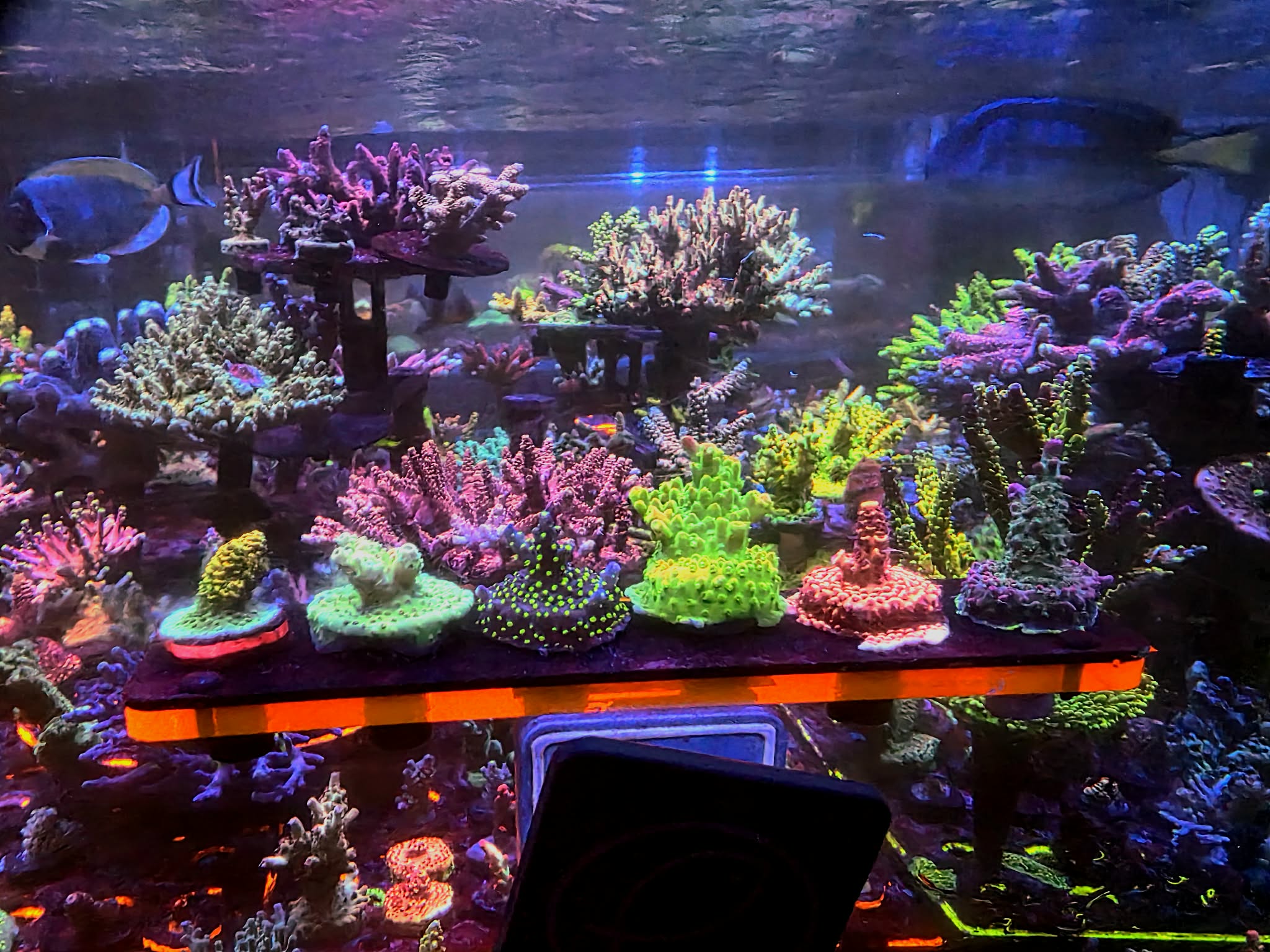 Fully Encrusted Acro Pack WYSIWYG