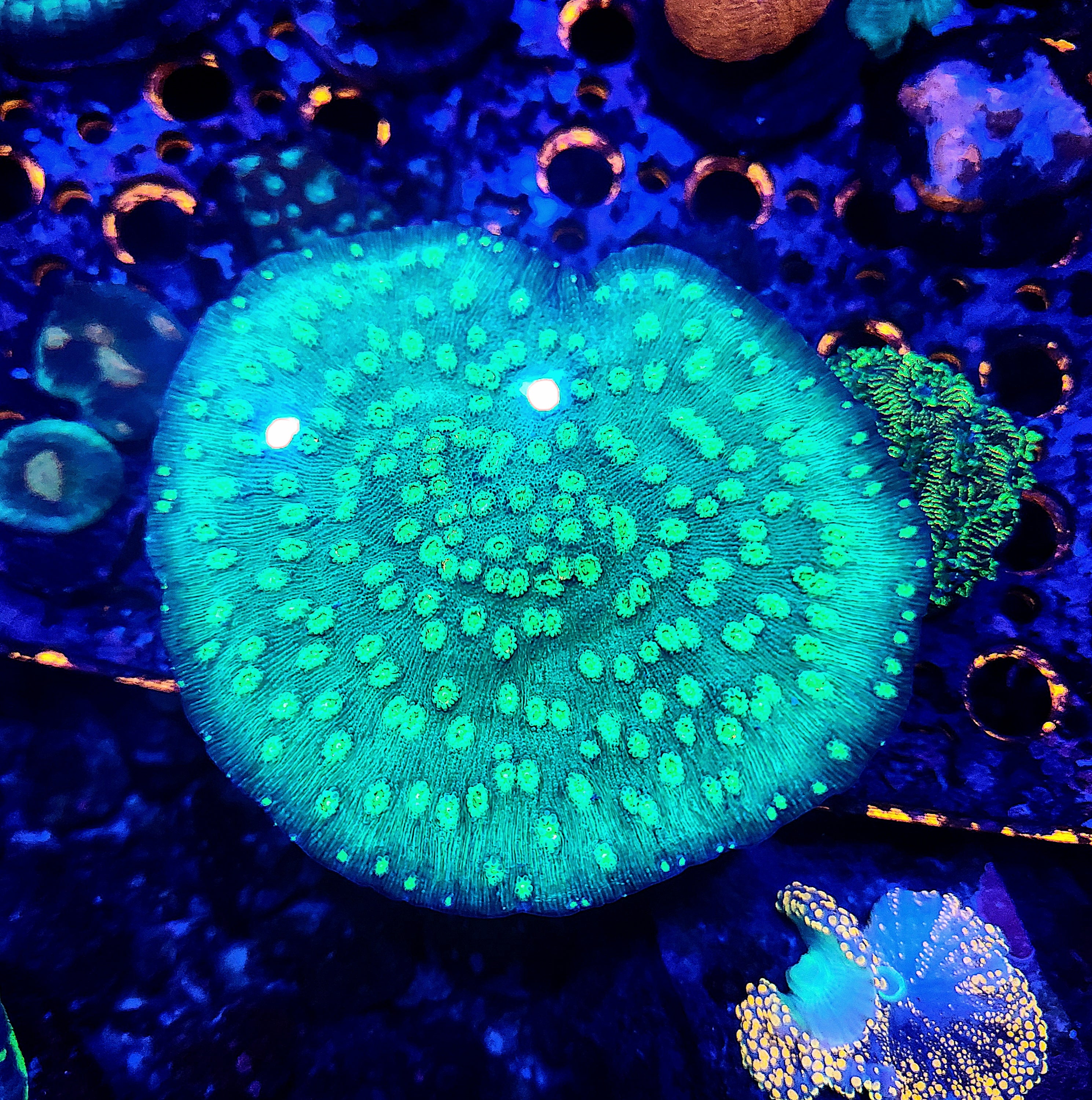 RC Hollywood Stunner Chalice Frag