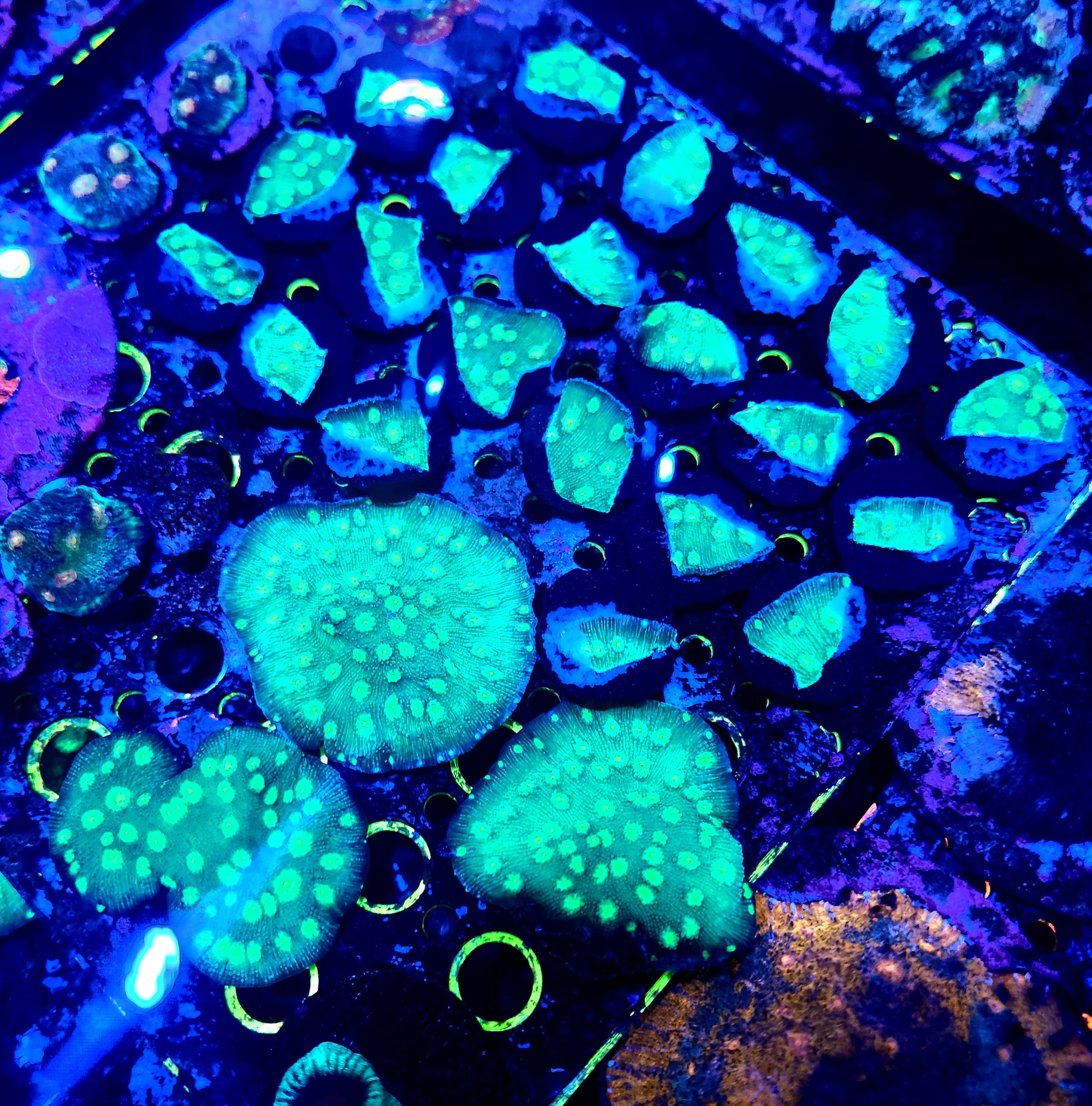 RC Hollywood Stunner Chalice Frag