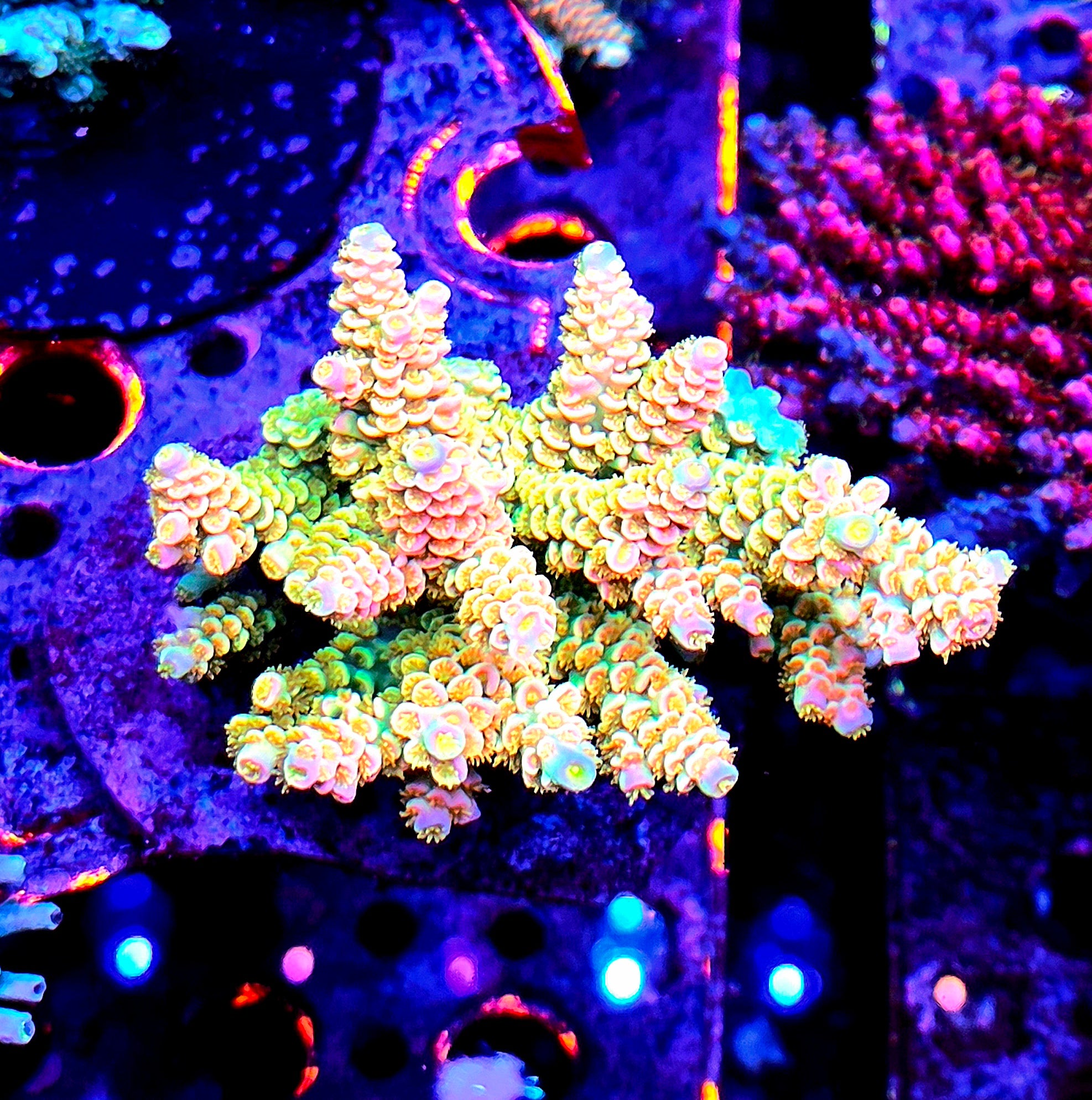 RC Pure Imagination Acropora *CUT TO ORDER*