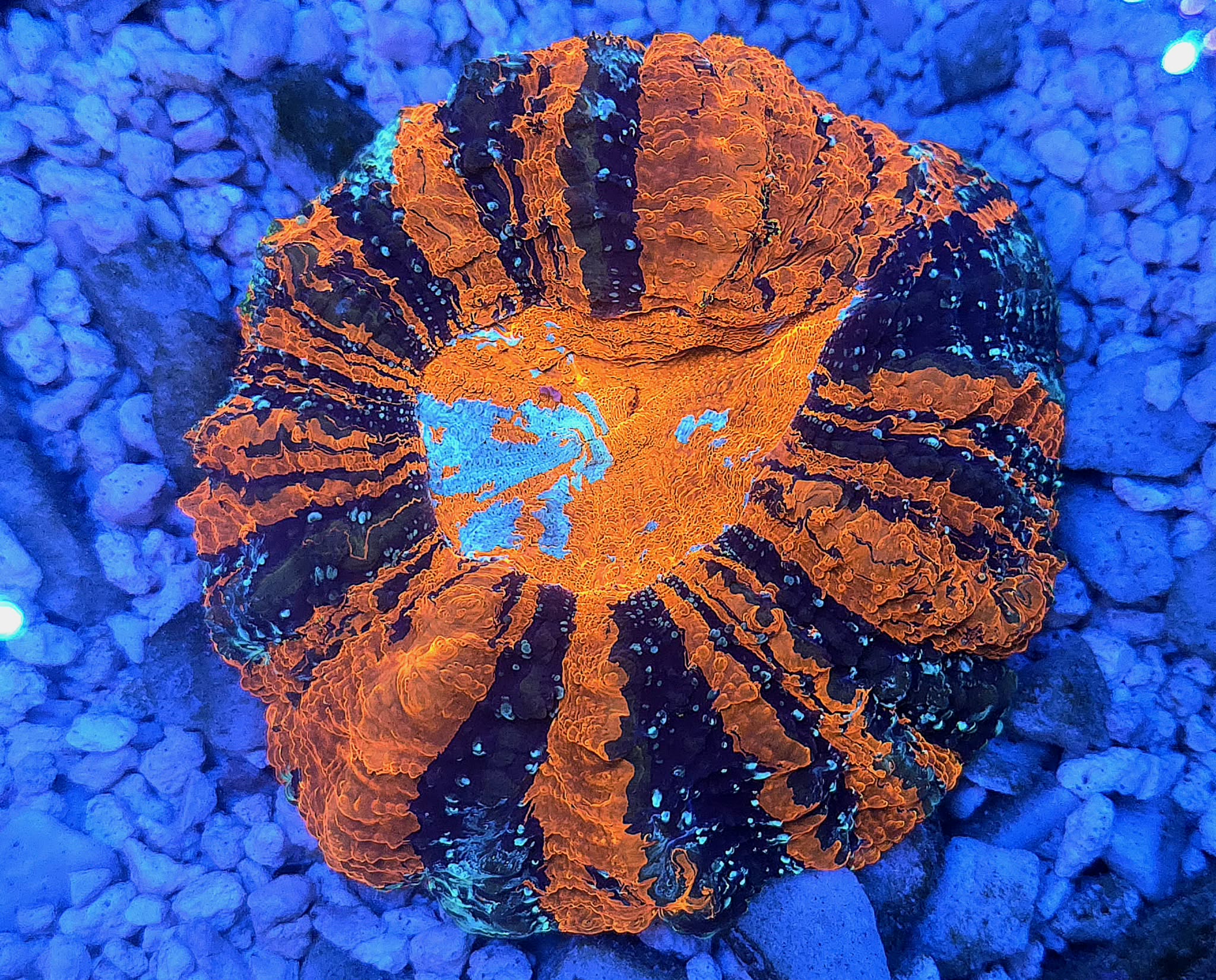 XL *RARE* *UNIQUE* Ultra Acantho