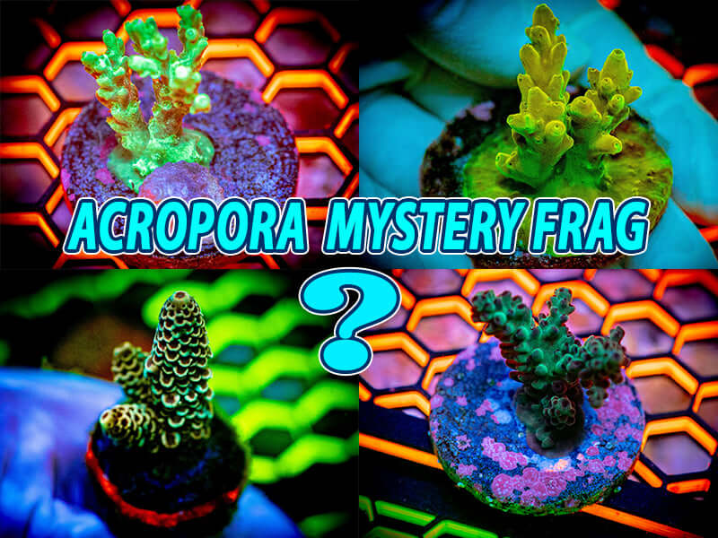 Mystery Acropora Frag