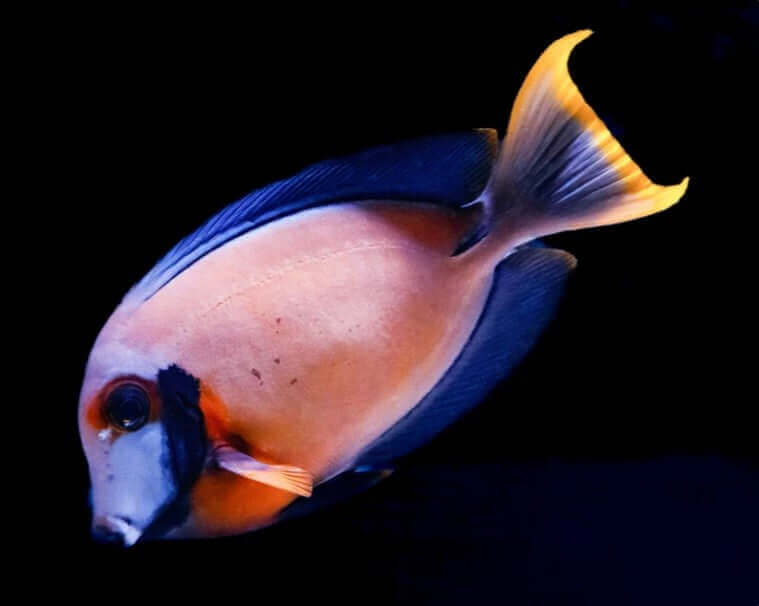 Fijian Chocolate Mimic Tang