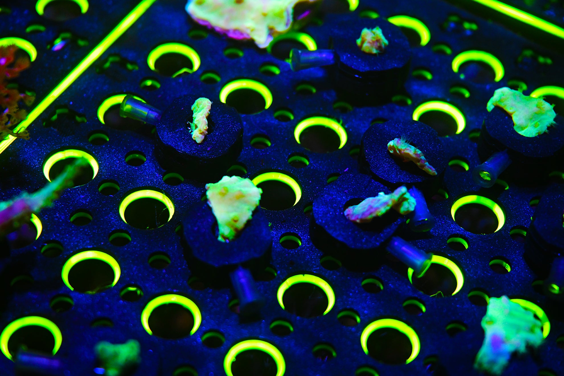 Polyp Lock™ Soft Coral Pin Plug