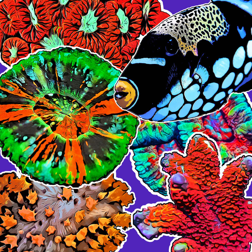 Sticker Pack
