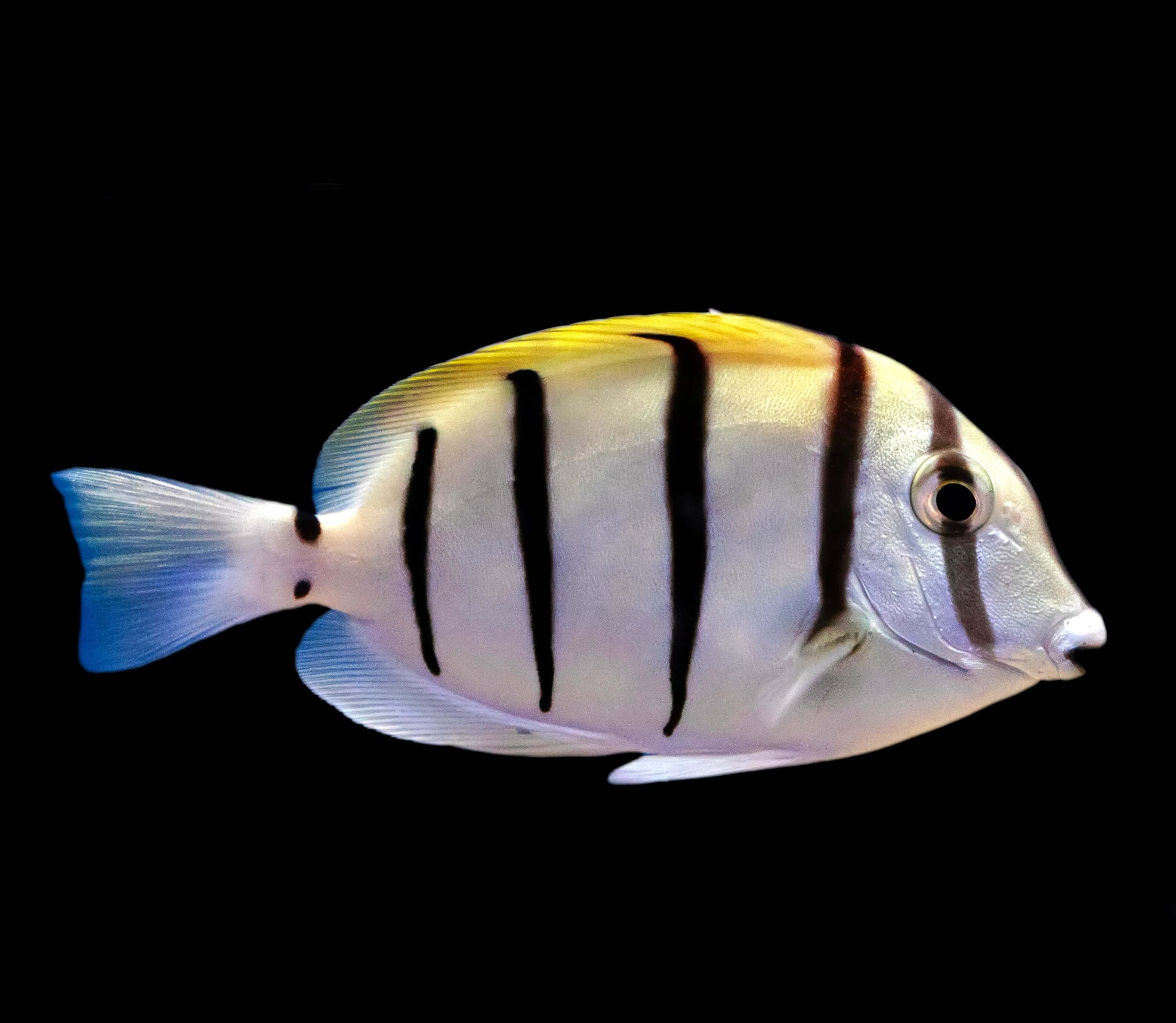 Convict Tang