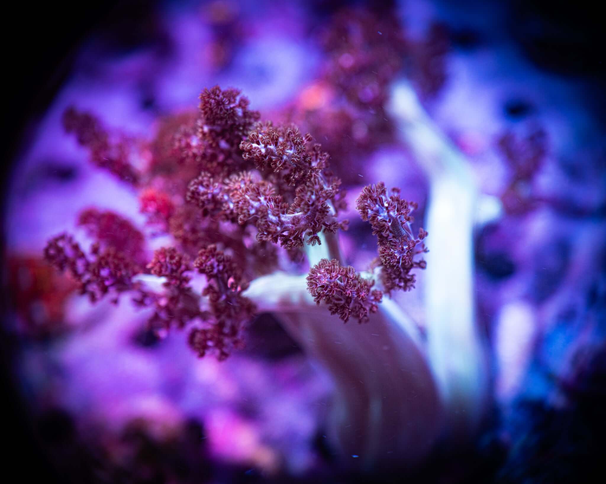 Purple Kenya Tree Frag