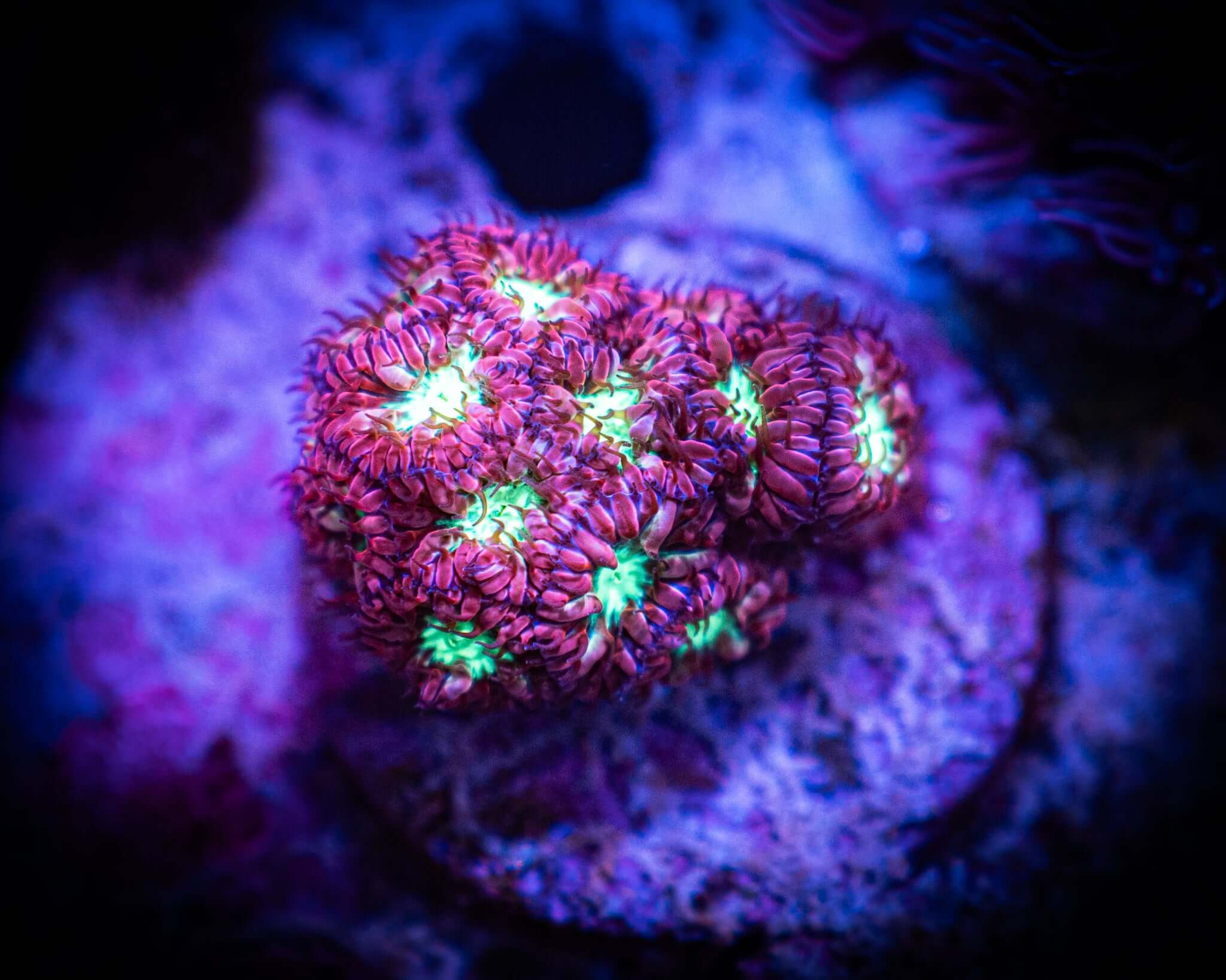 Frozen Fire Blasto Merletti Mini Colony