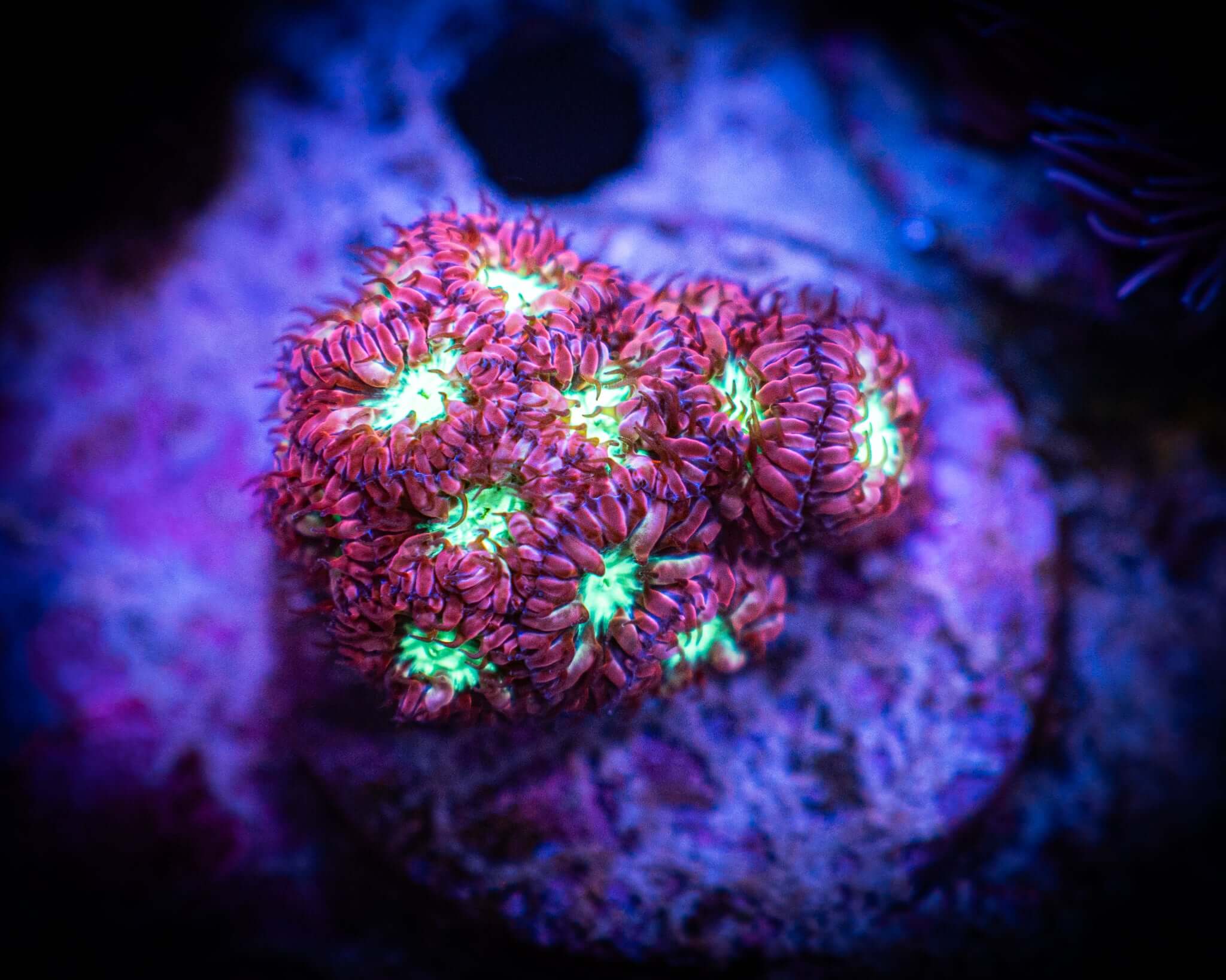 Frozen Fire Blasto Merletti Mini Colony