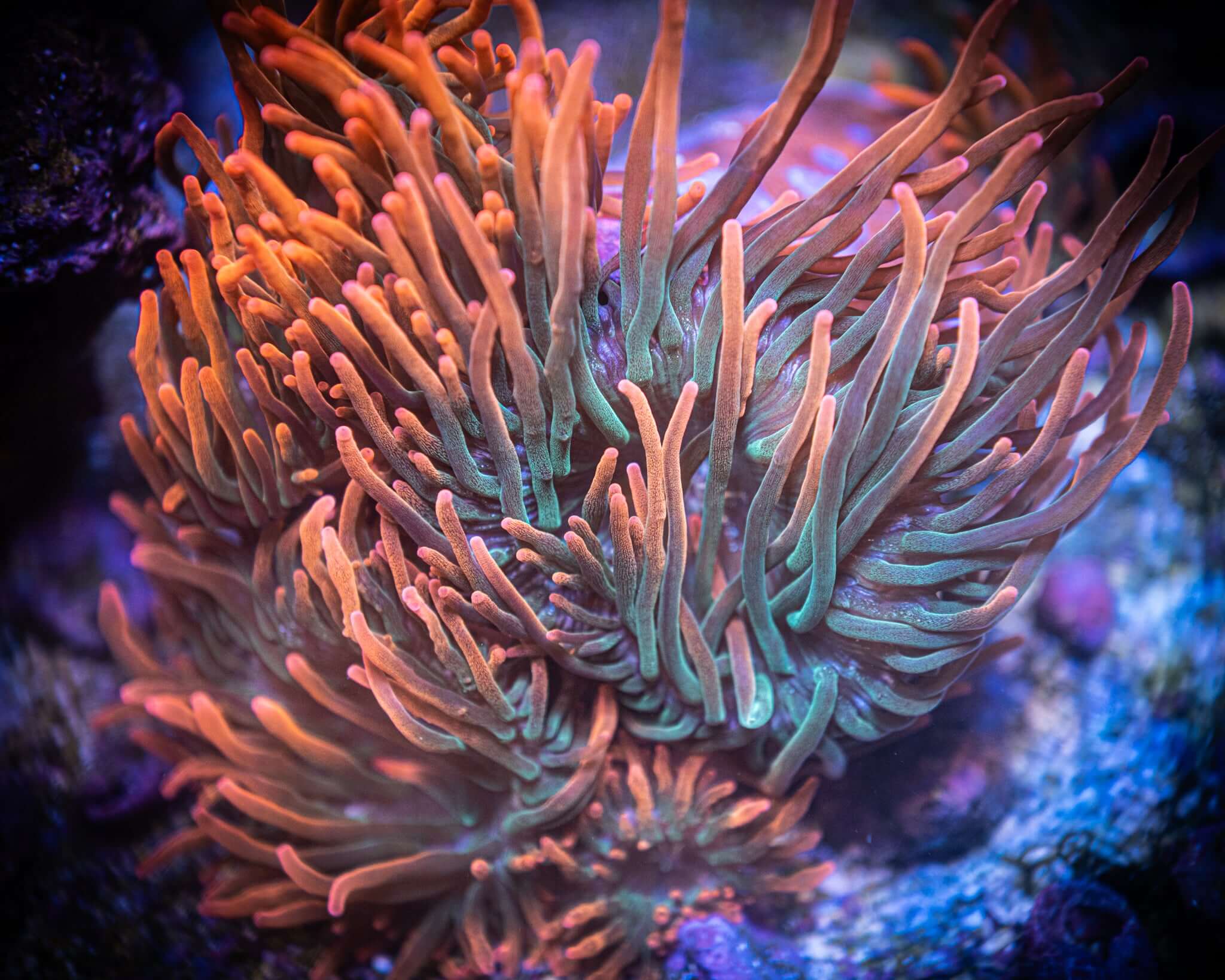 Rainbow Bubble Tip Anemone