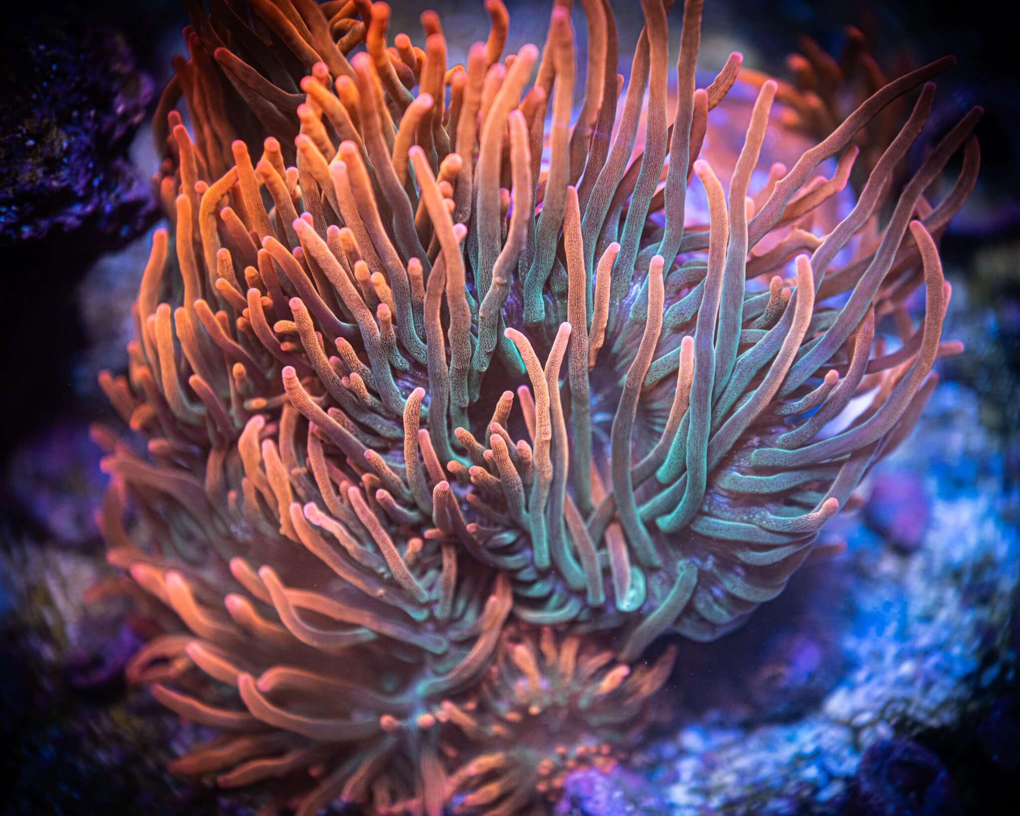 Rainbow Bubble Tip Anemone