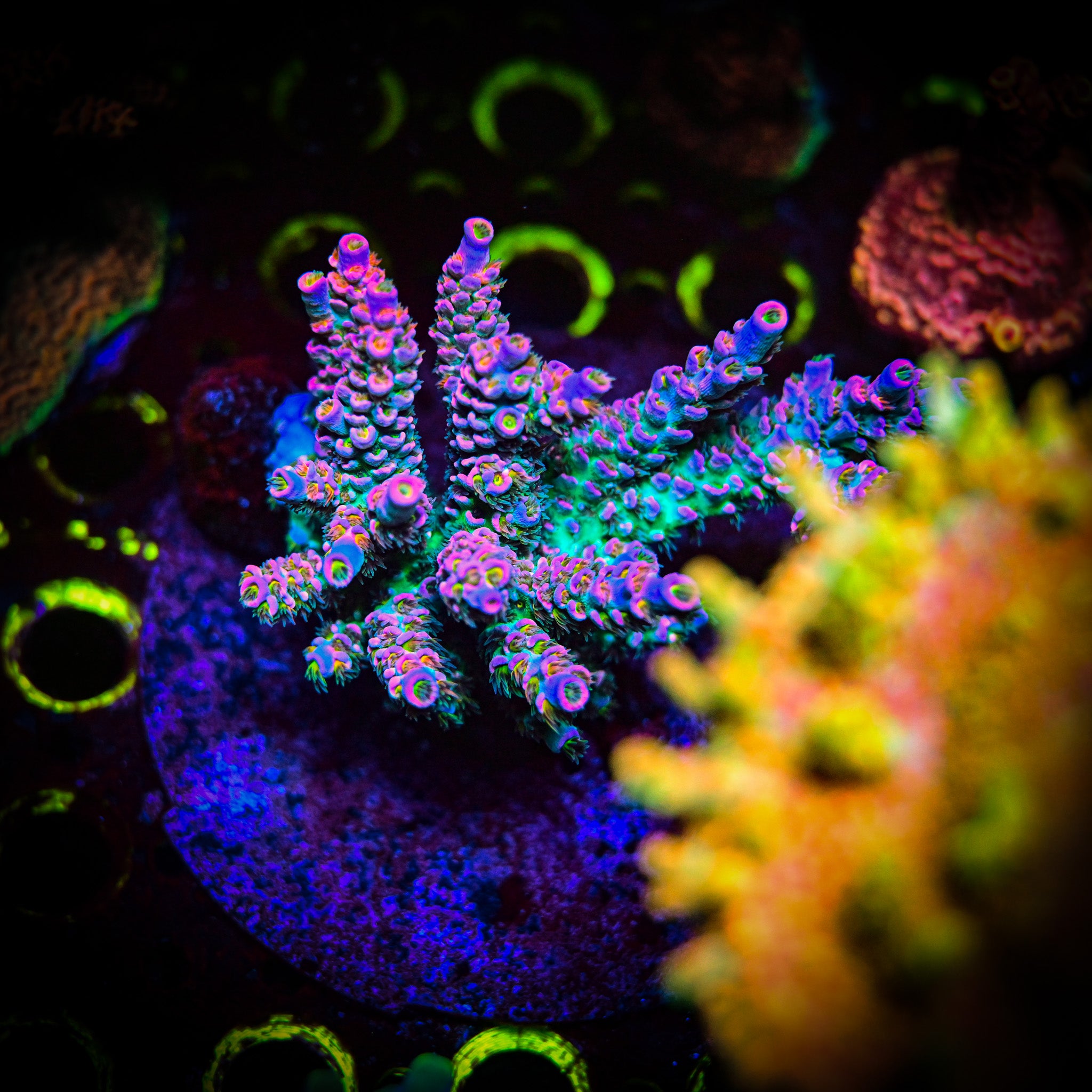 RC Stargazer Acropora *CUT TO ORDER*
