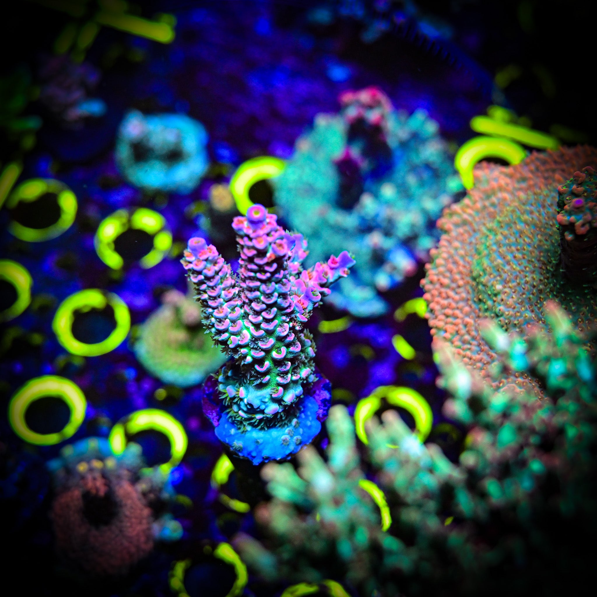RC Stargazer Acropora *WYSIWYG*