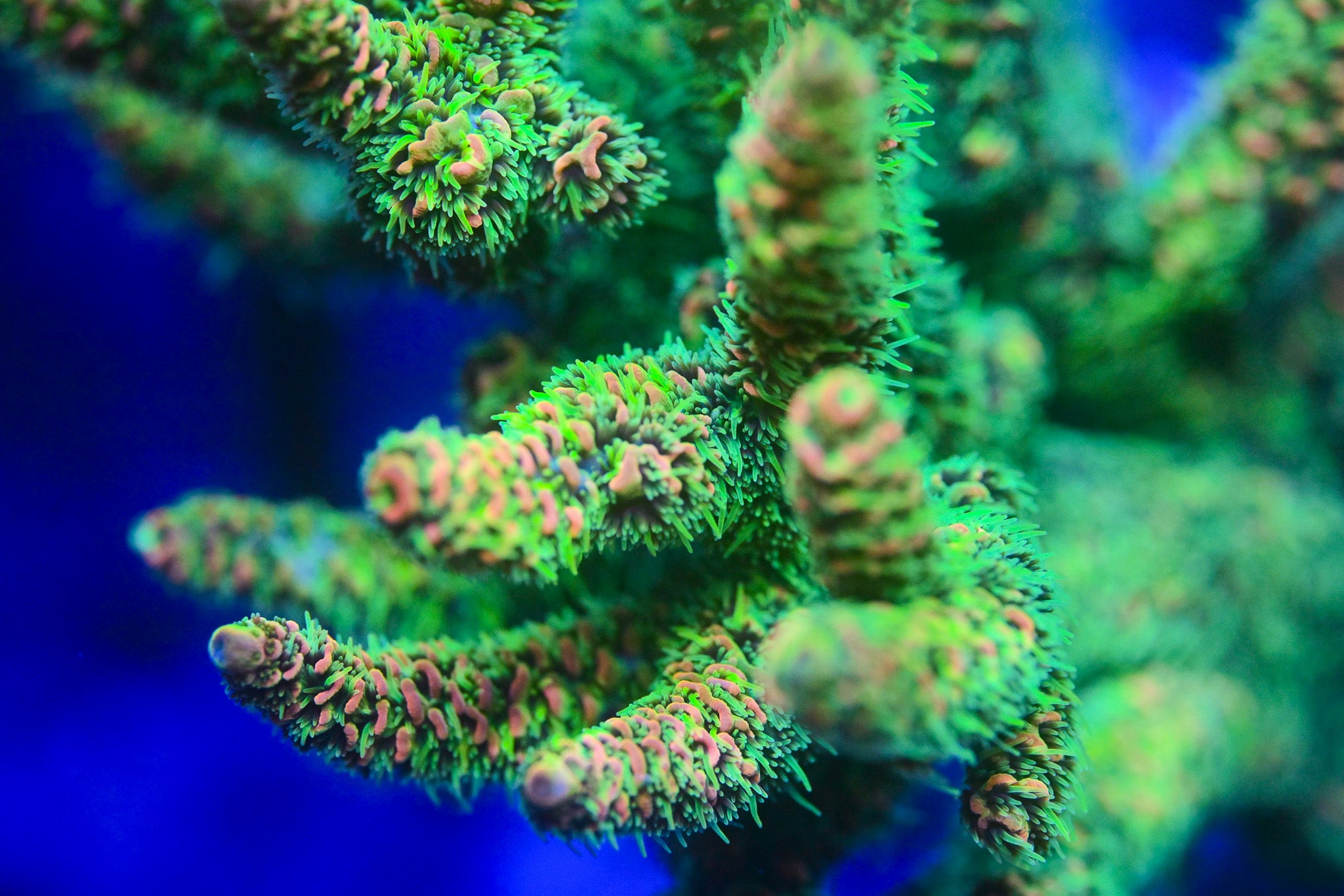 RC Yoshi's Island Acropora *CUT TO ORDER*