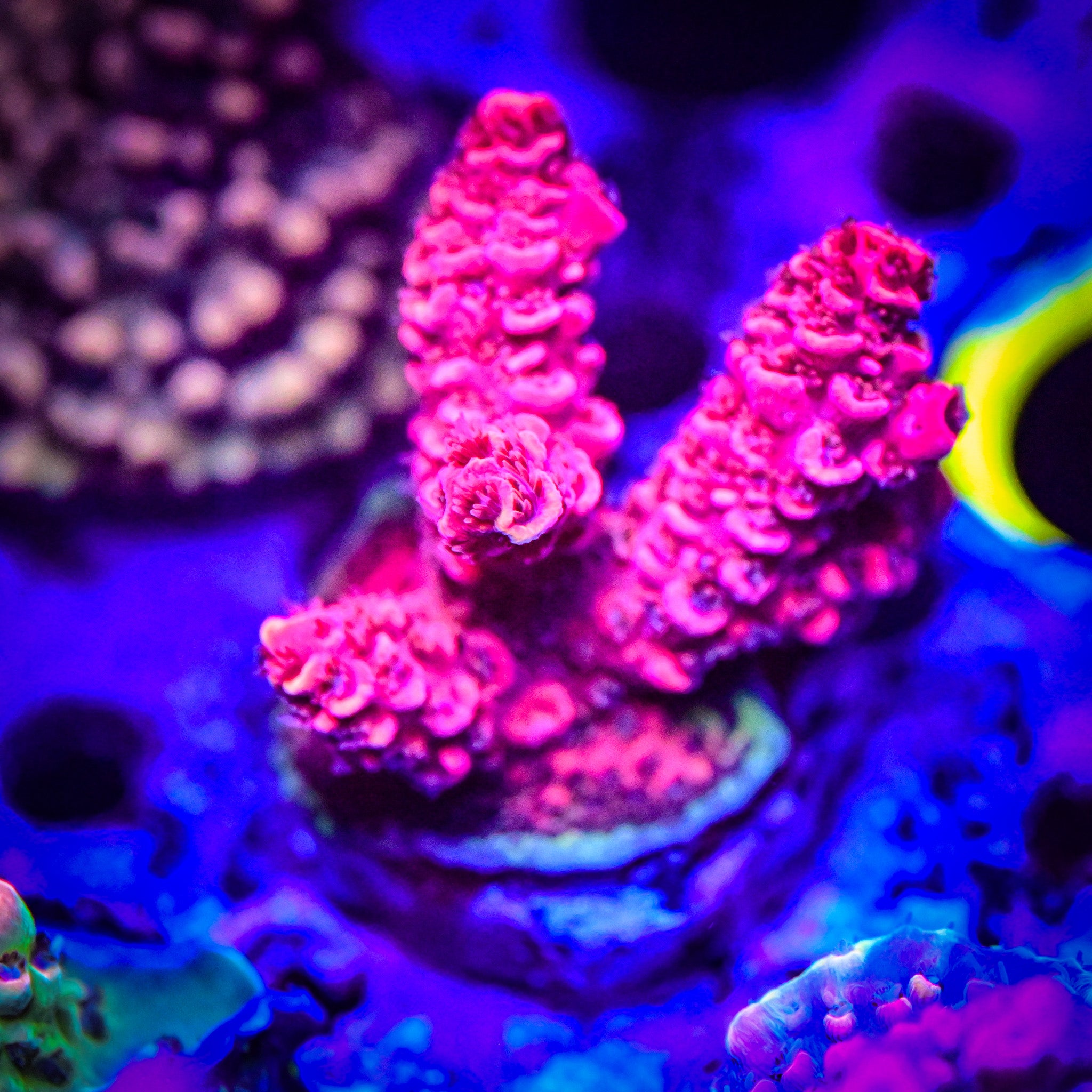RC Furiosa Acropora *WYSIWYG*