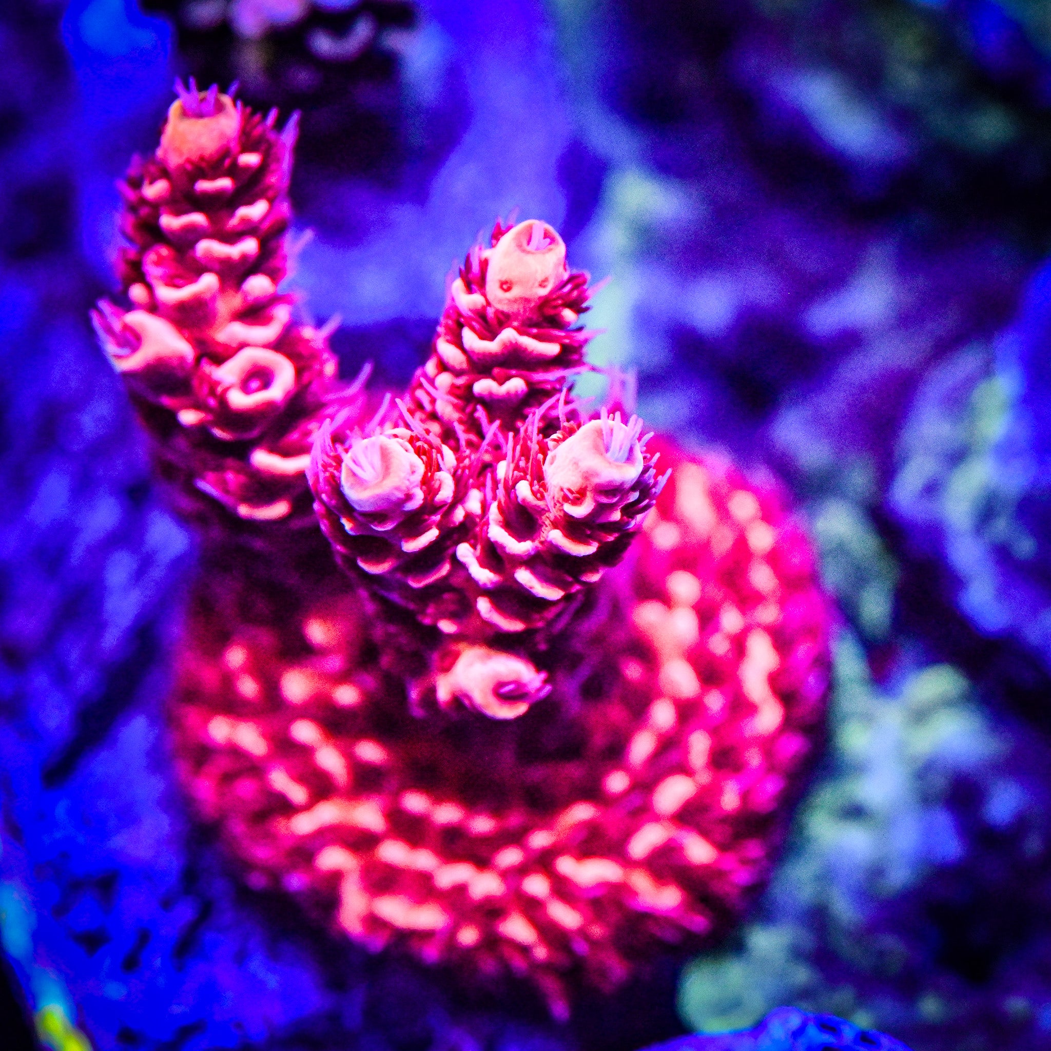 XL RC Heatwave Acropora *WYSIWYG*