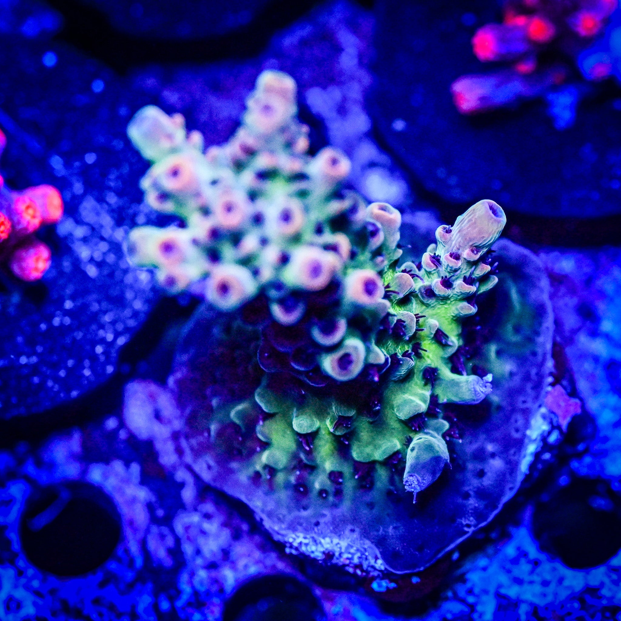 RC Cthulu Acropora *WYSIWYG*