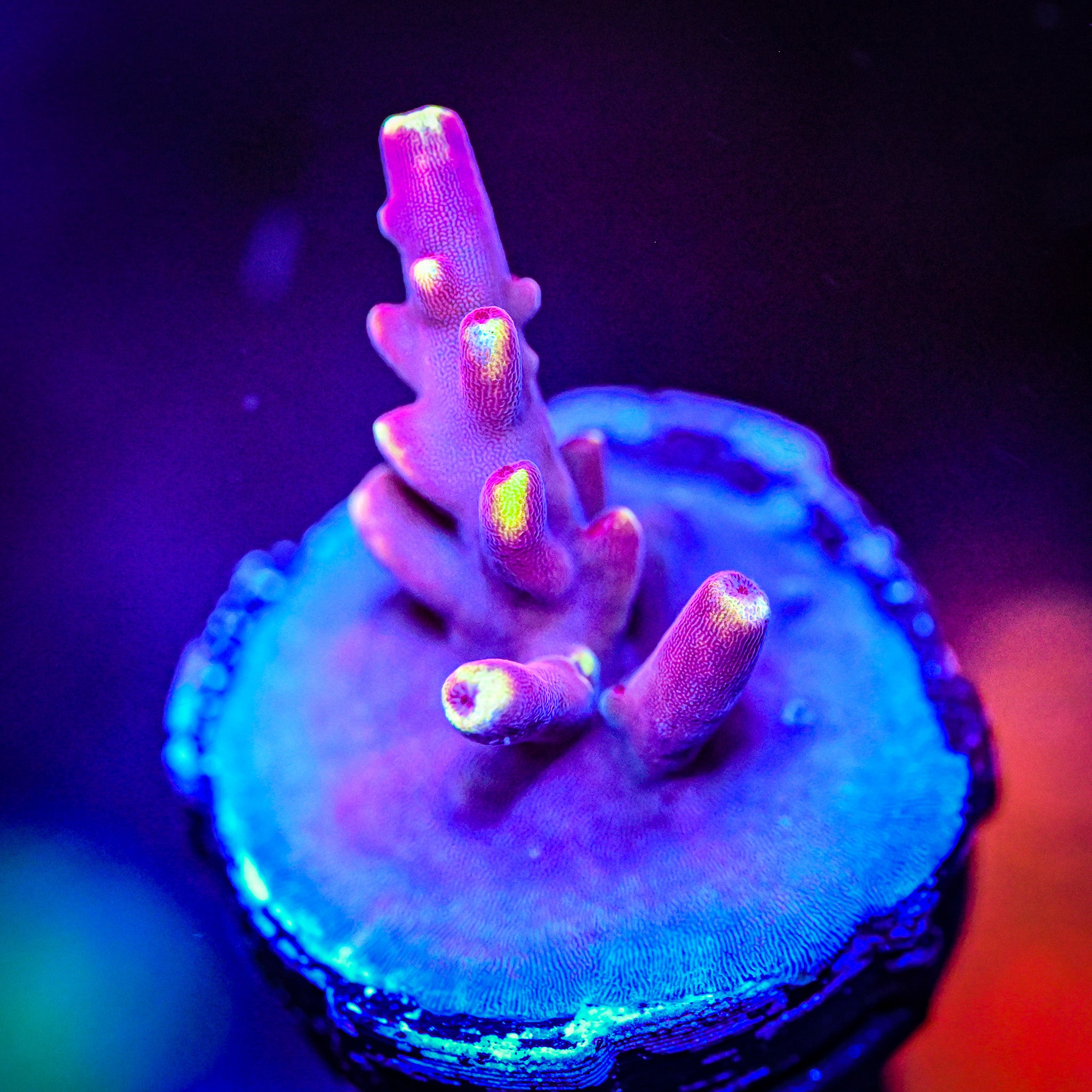 JF Fox Flame Acropora