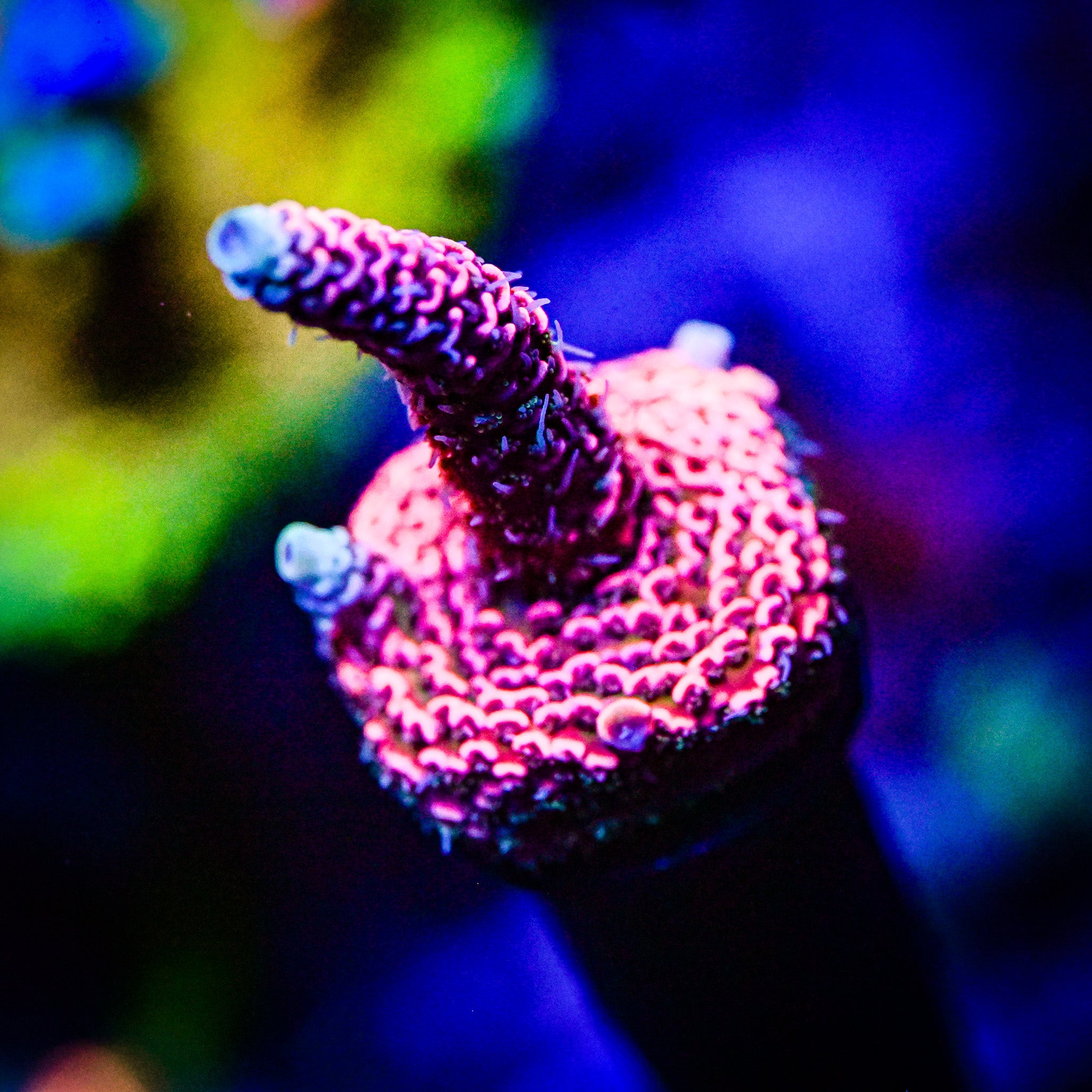TGC Red Wing Millepora *WYSIWYG*