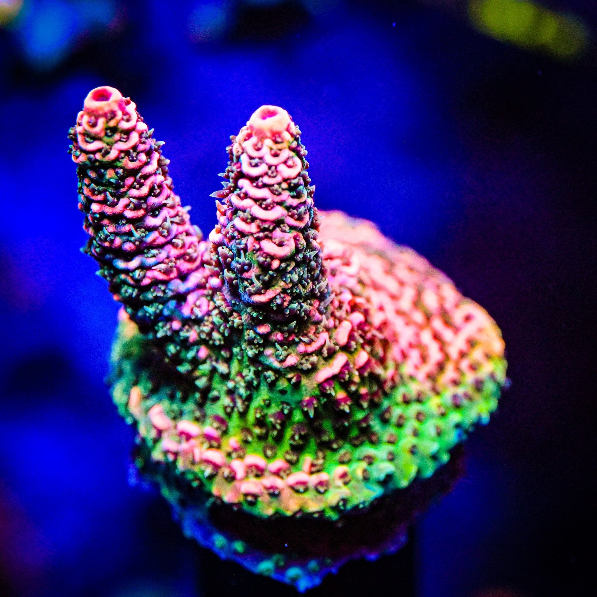 RC Uma Chroma Selago *WYSIWYG*
