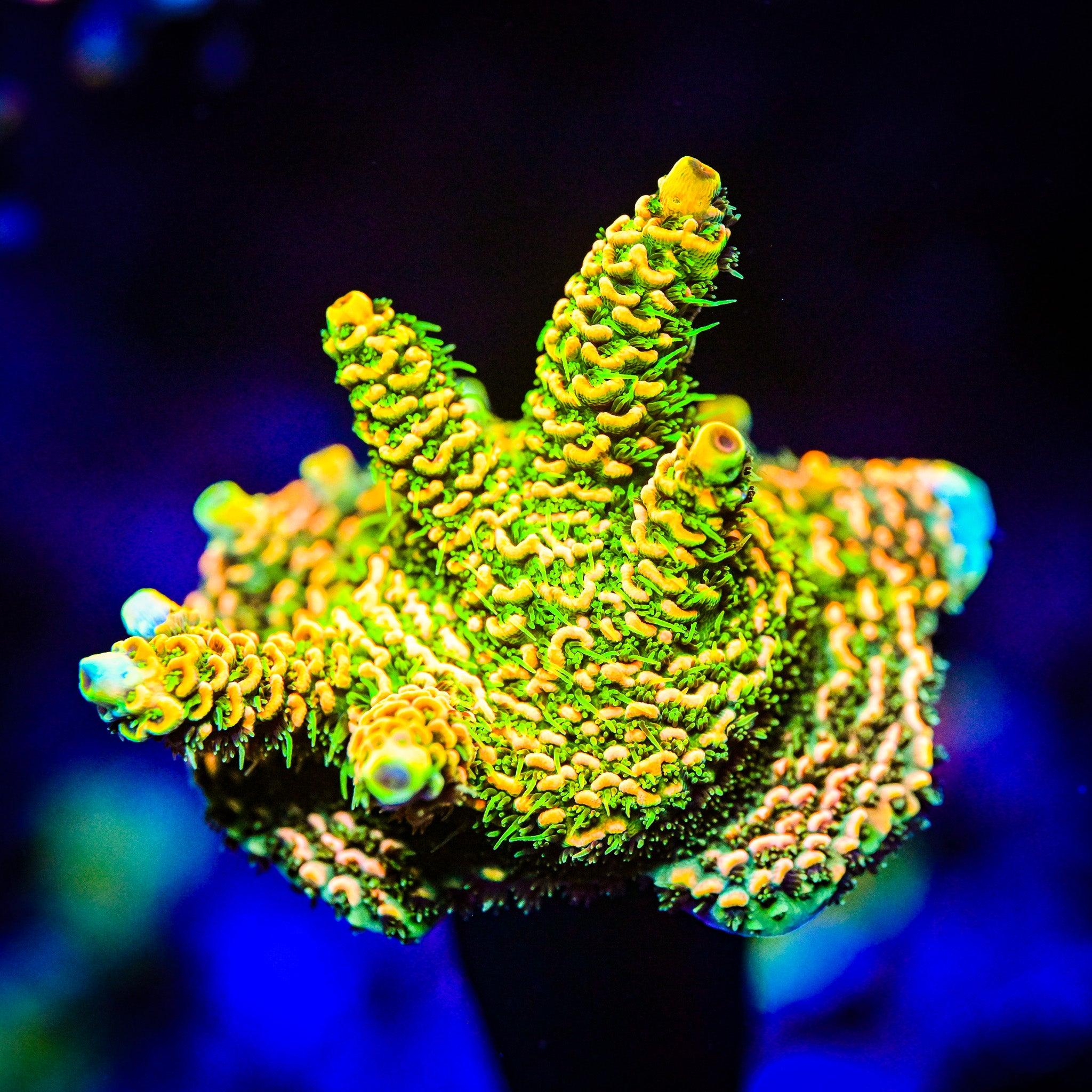 XL RC Jungle Juice Acropora *WYSIWYG*