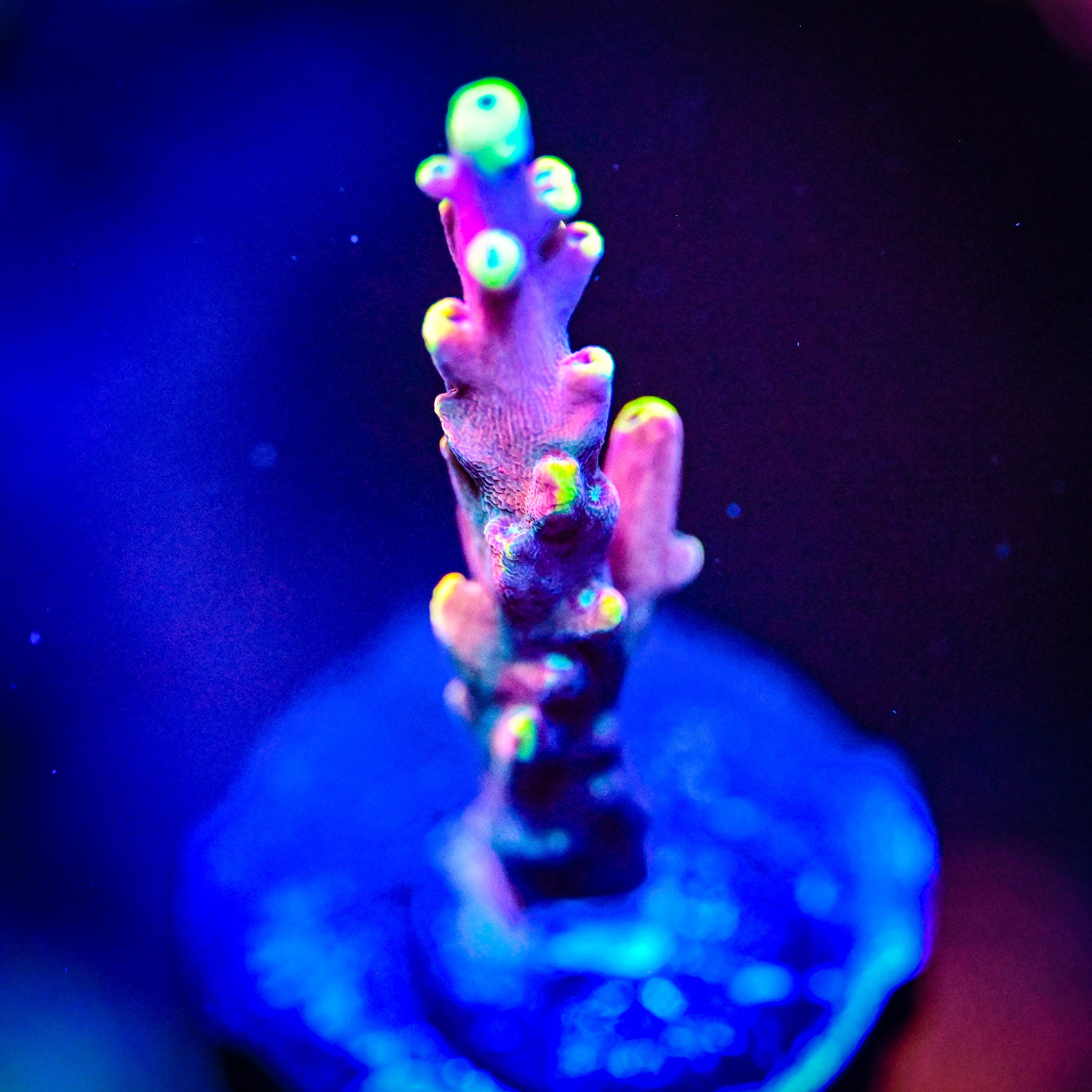 TSA Bollywoood Acropora *WYSIWYG*