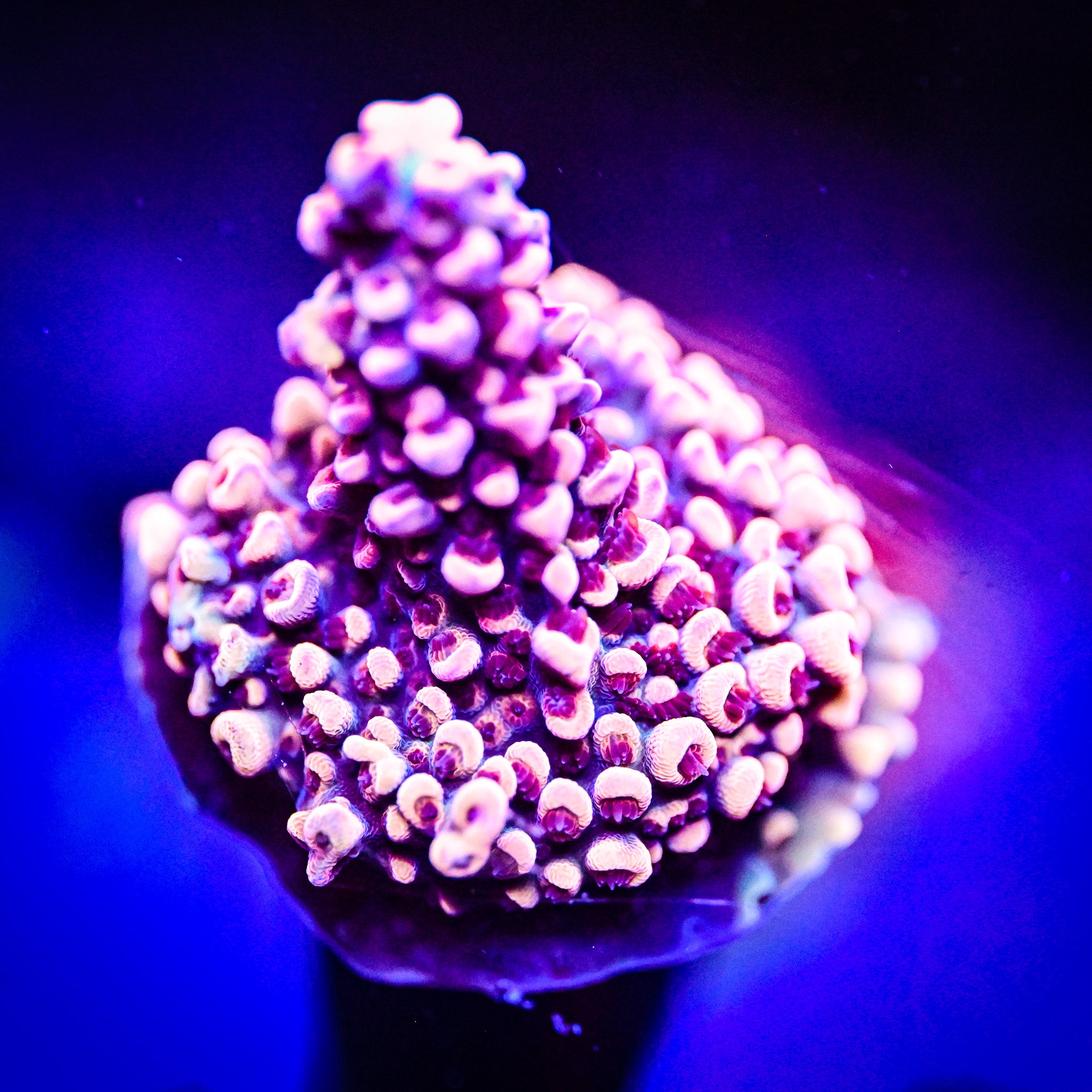 GB Fury Acropora *WYSIWYG*