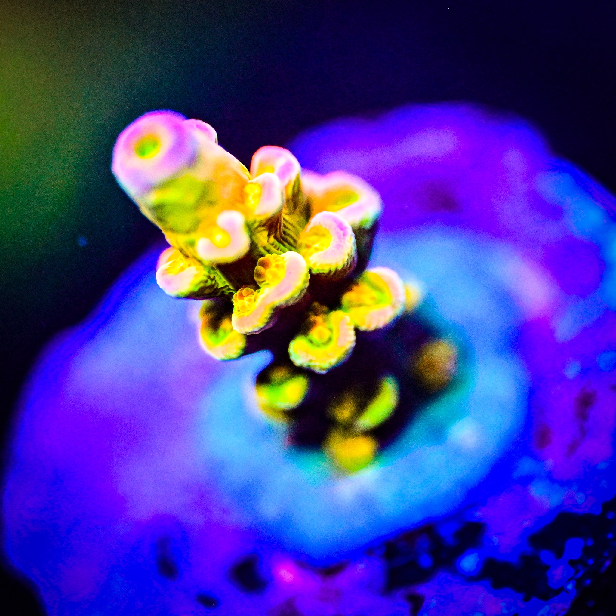 BigR Walt Disney Acropora *WYSIWYG*