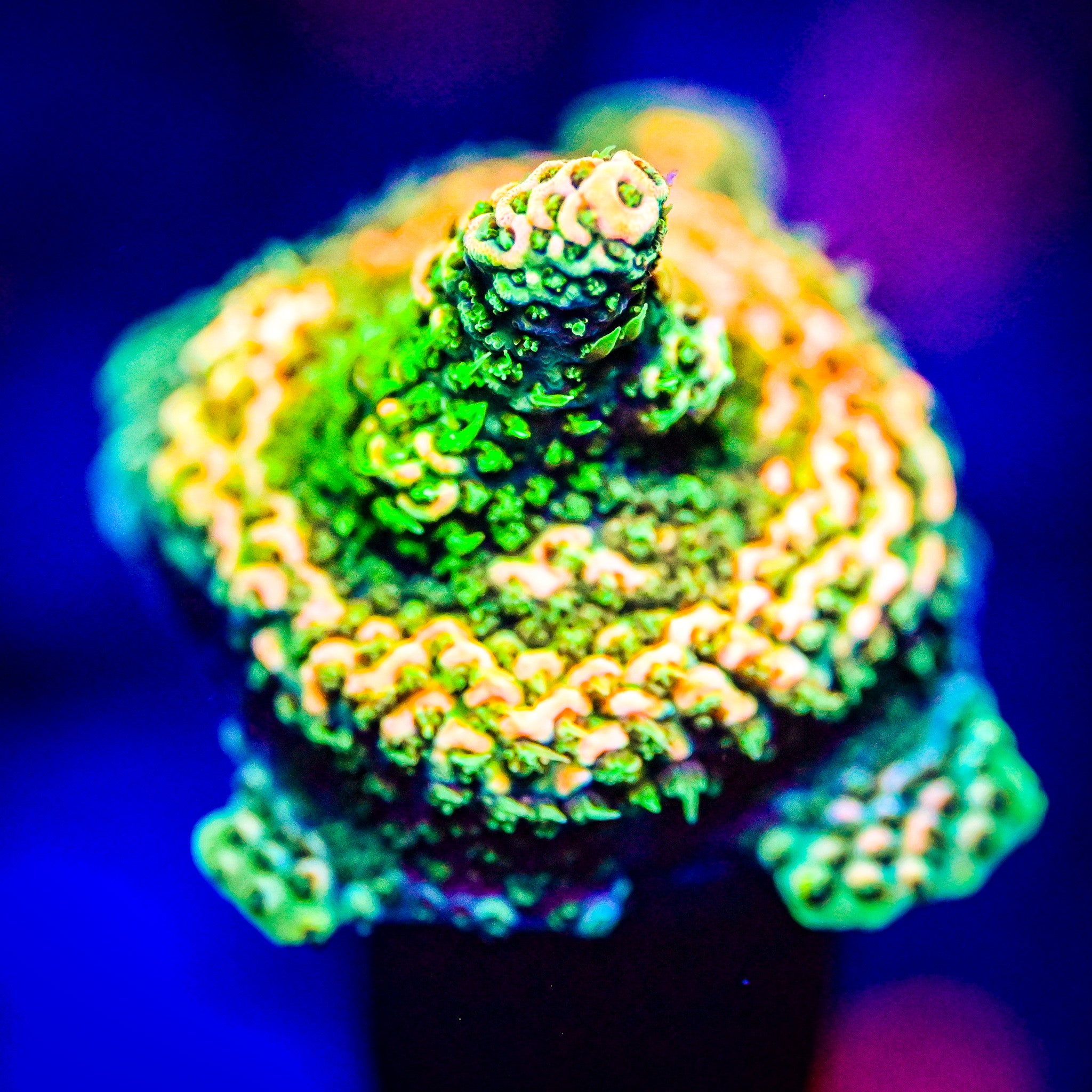 RC Tiger Bomb Acropora *WYSIWYG*