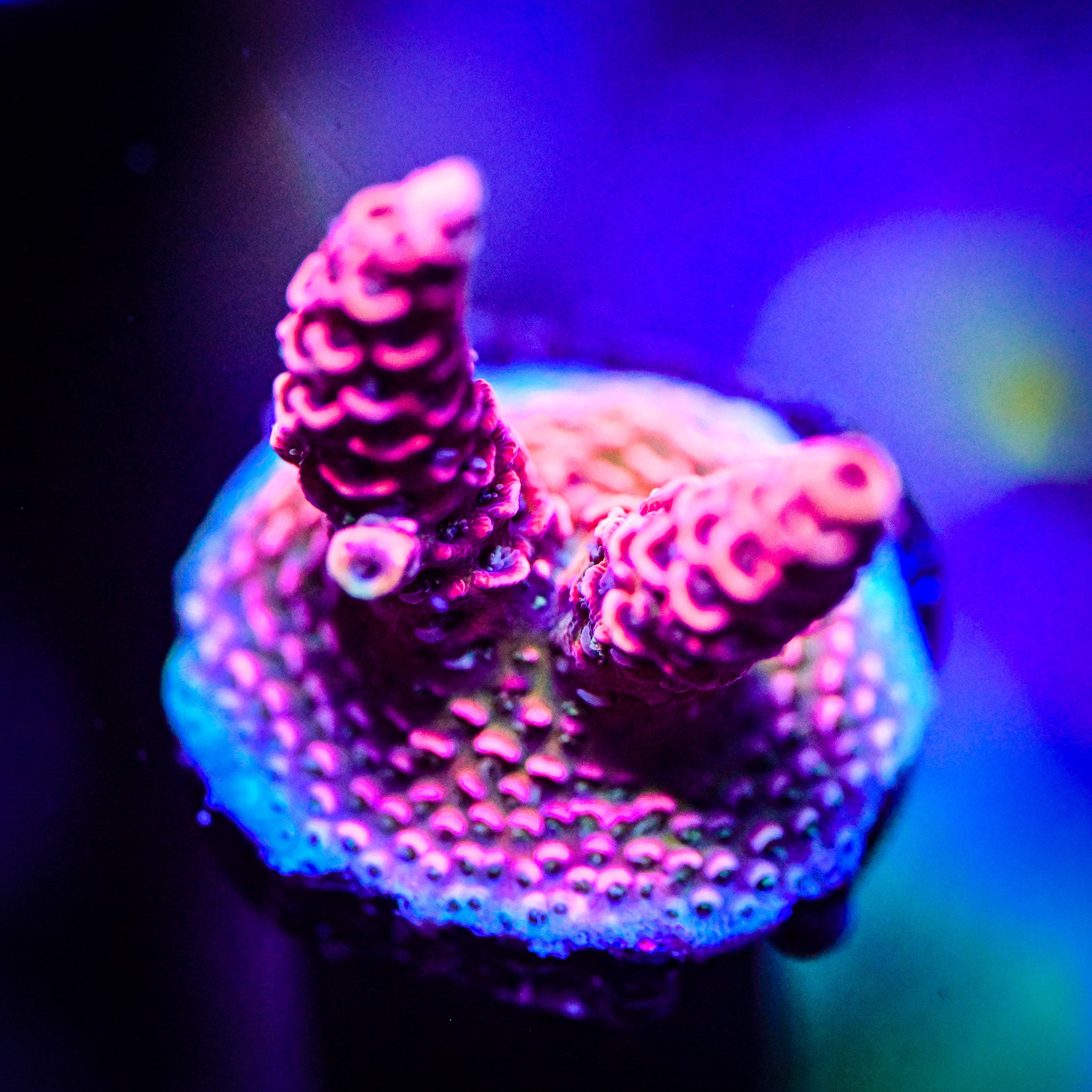 TGC Red Wing Acropora *WYSIWYG*