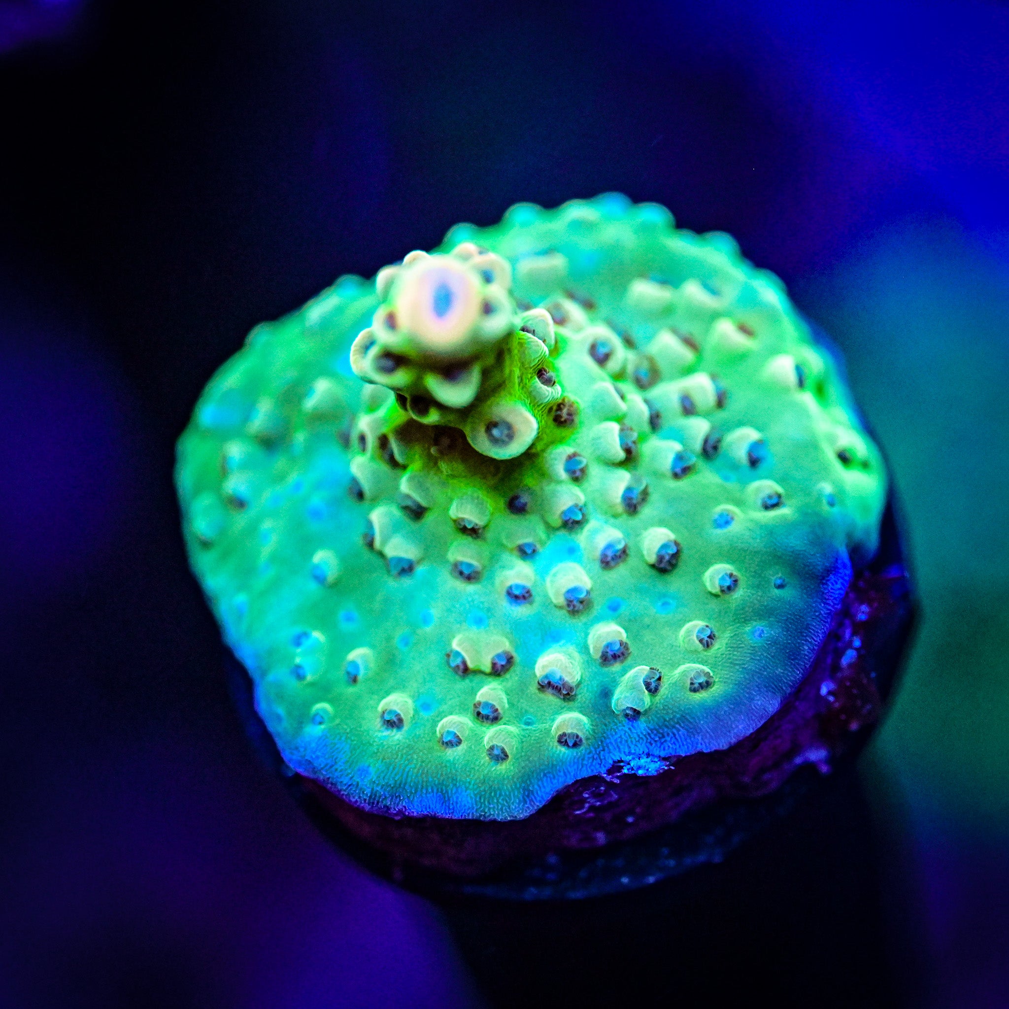 RC Wonderboy Acropora *WYSIWYG*