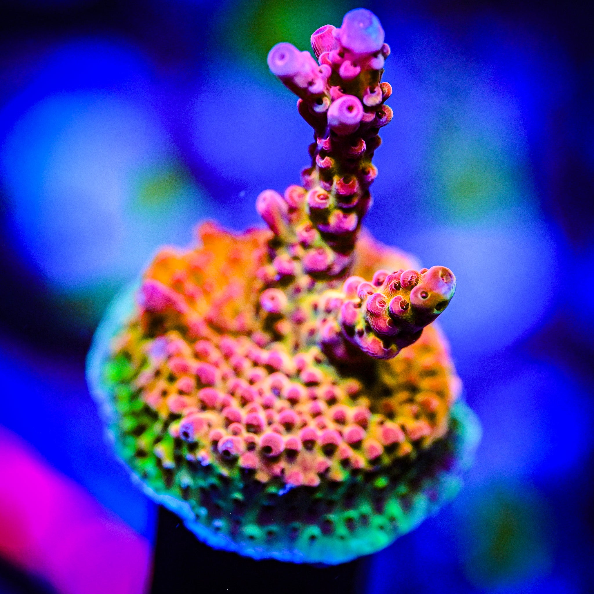 XL PC Rainbow Acropora Frag *WYSIWYG*