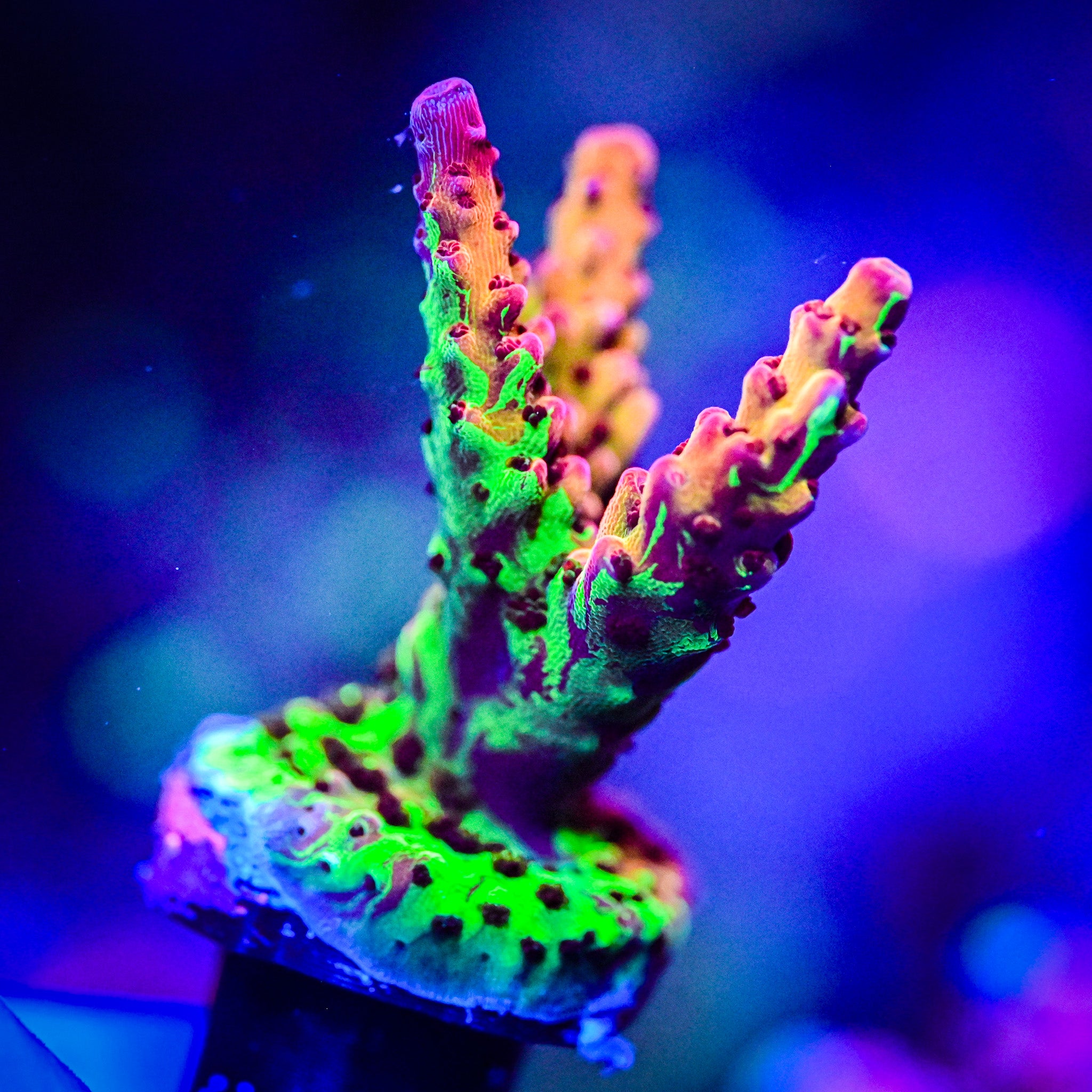 RC Grafted Rainbow Splice *WYSIWYG*