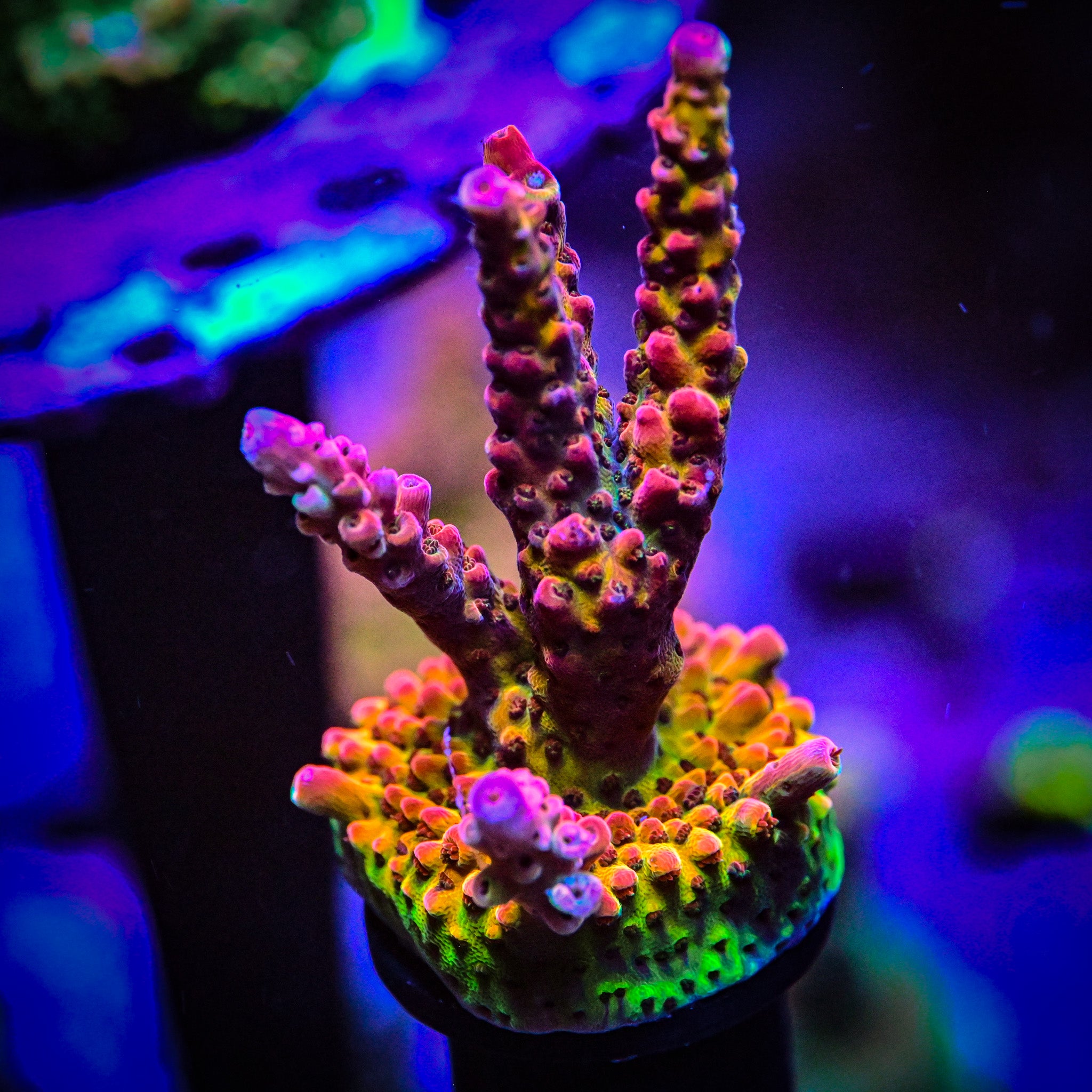 XL PC Rainbow Acropora Frag *WYSIWYG*