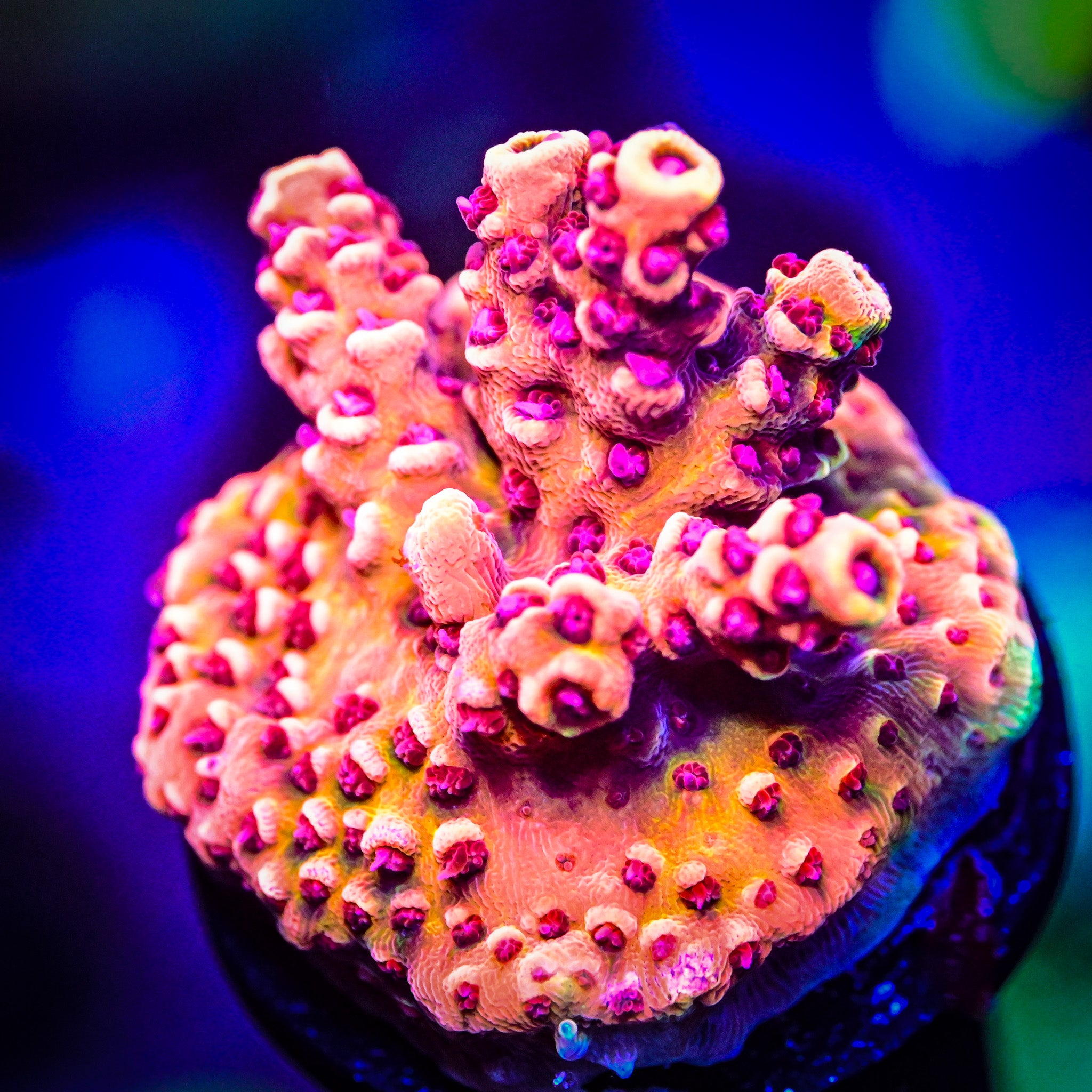 RC Heatwave Acropora *WYSIWYG*