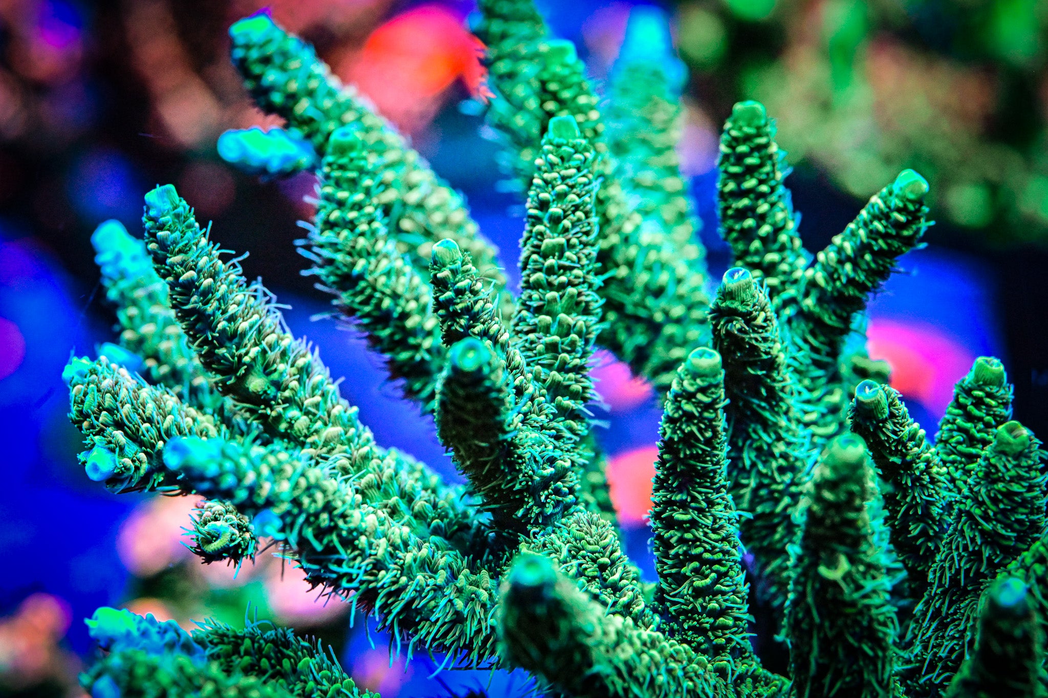 RC Incredible Hulk Acropora