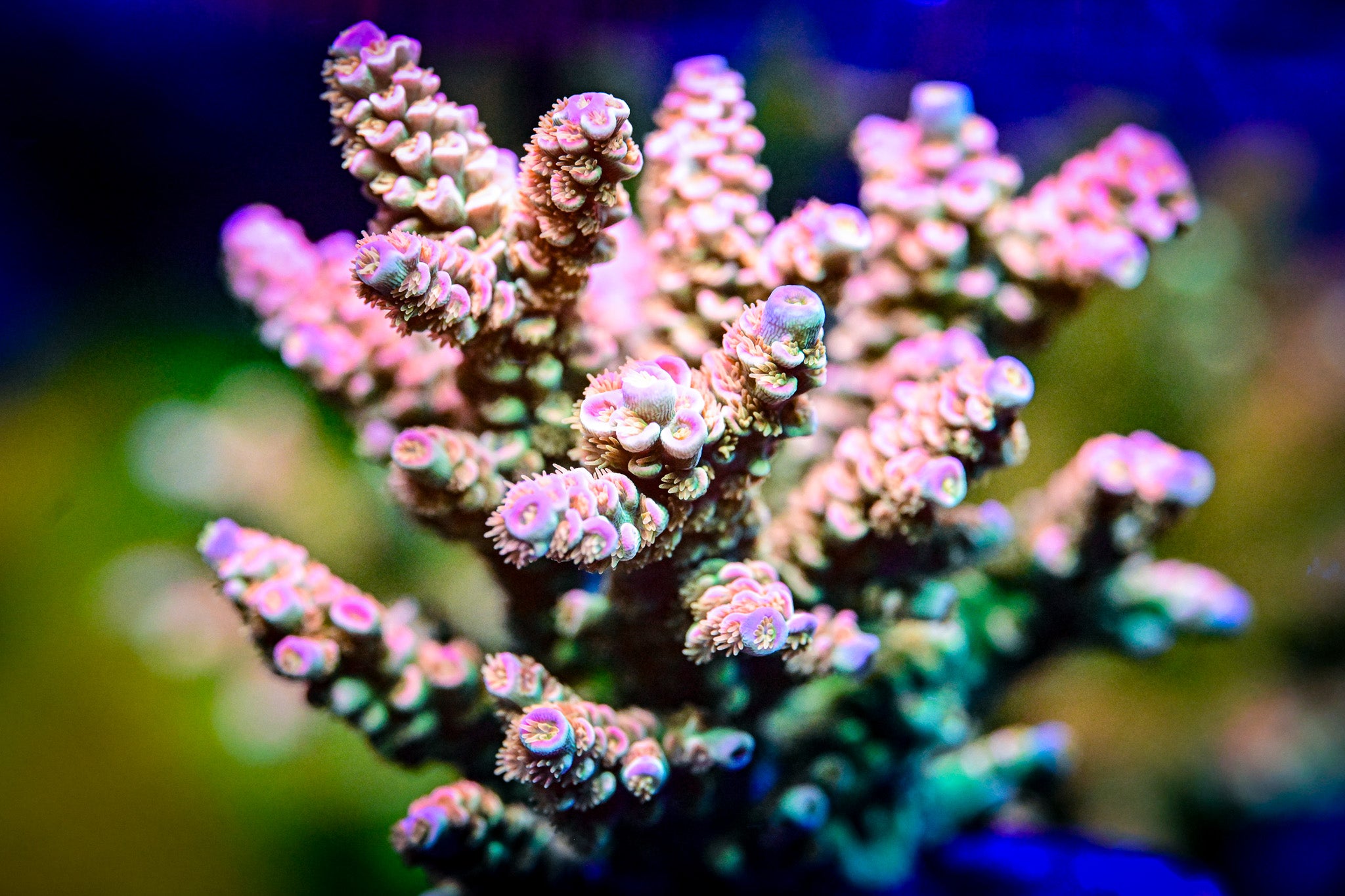 RC Pure Imagination Acropora
