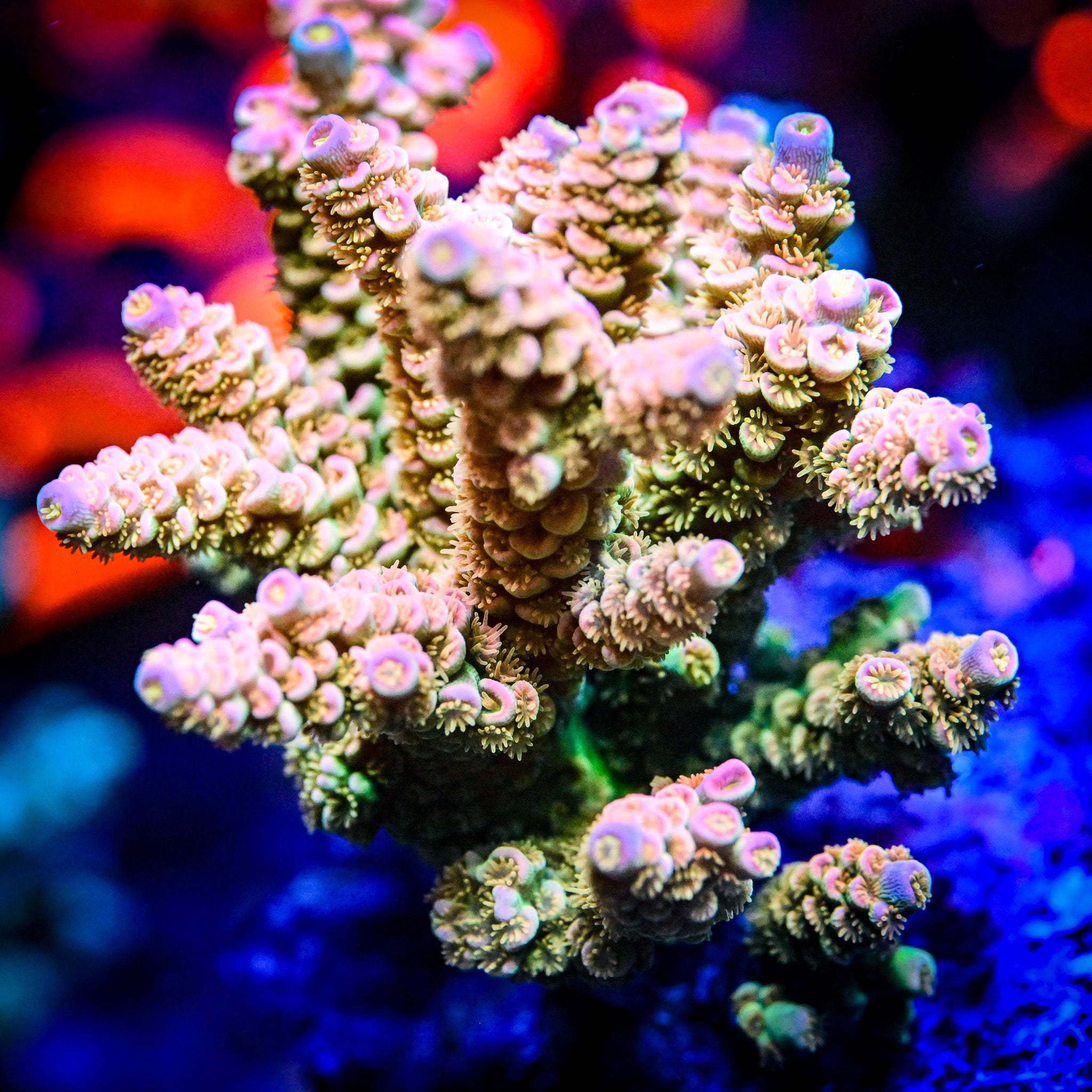 RC Pure Imagination Acropora