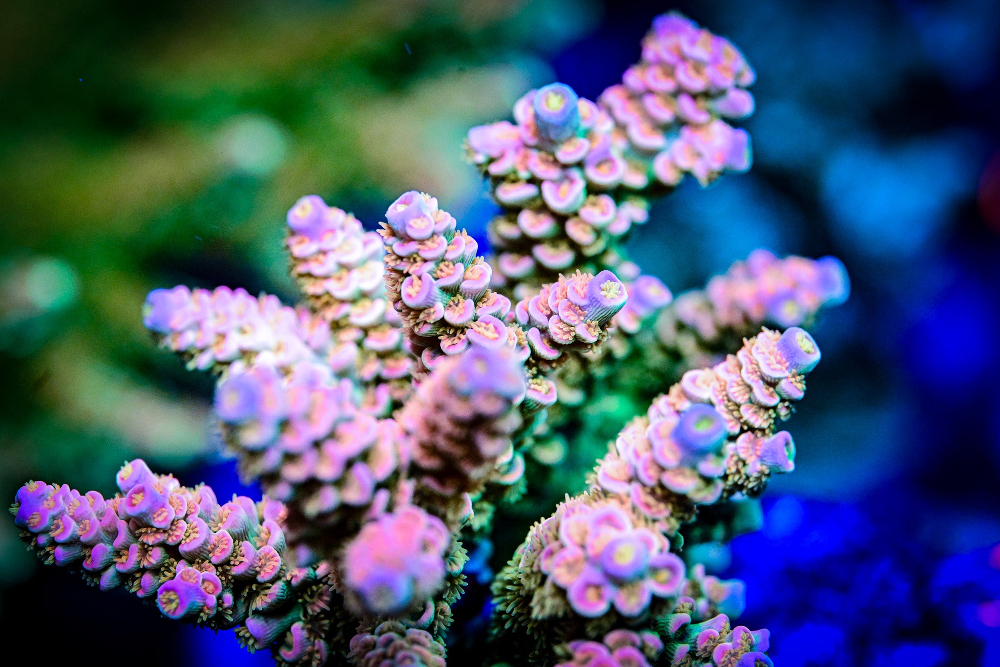 RC Pure Imagination Acropora
