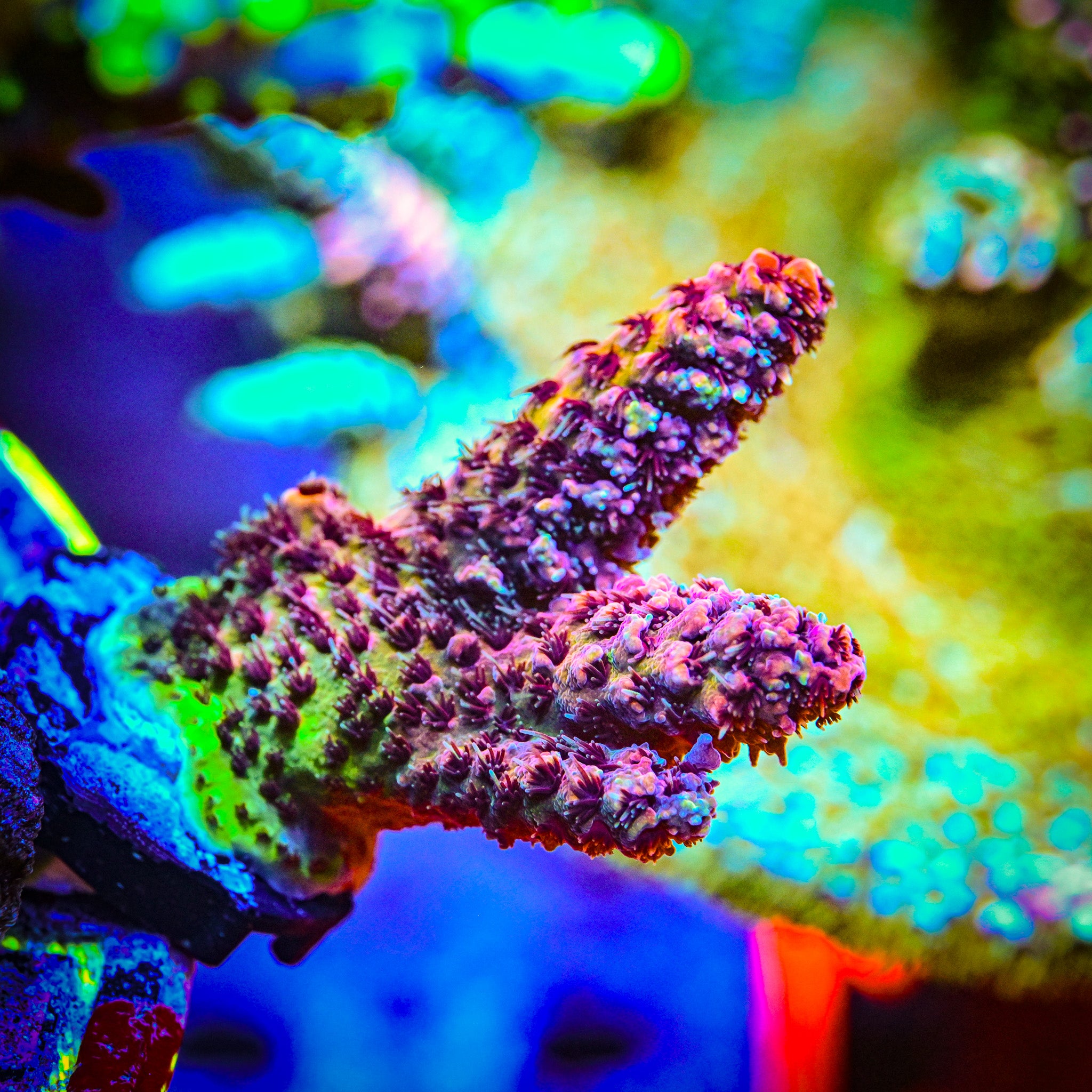 RC Space Jam Acropora *WYSIWYG*