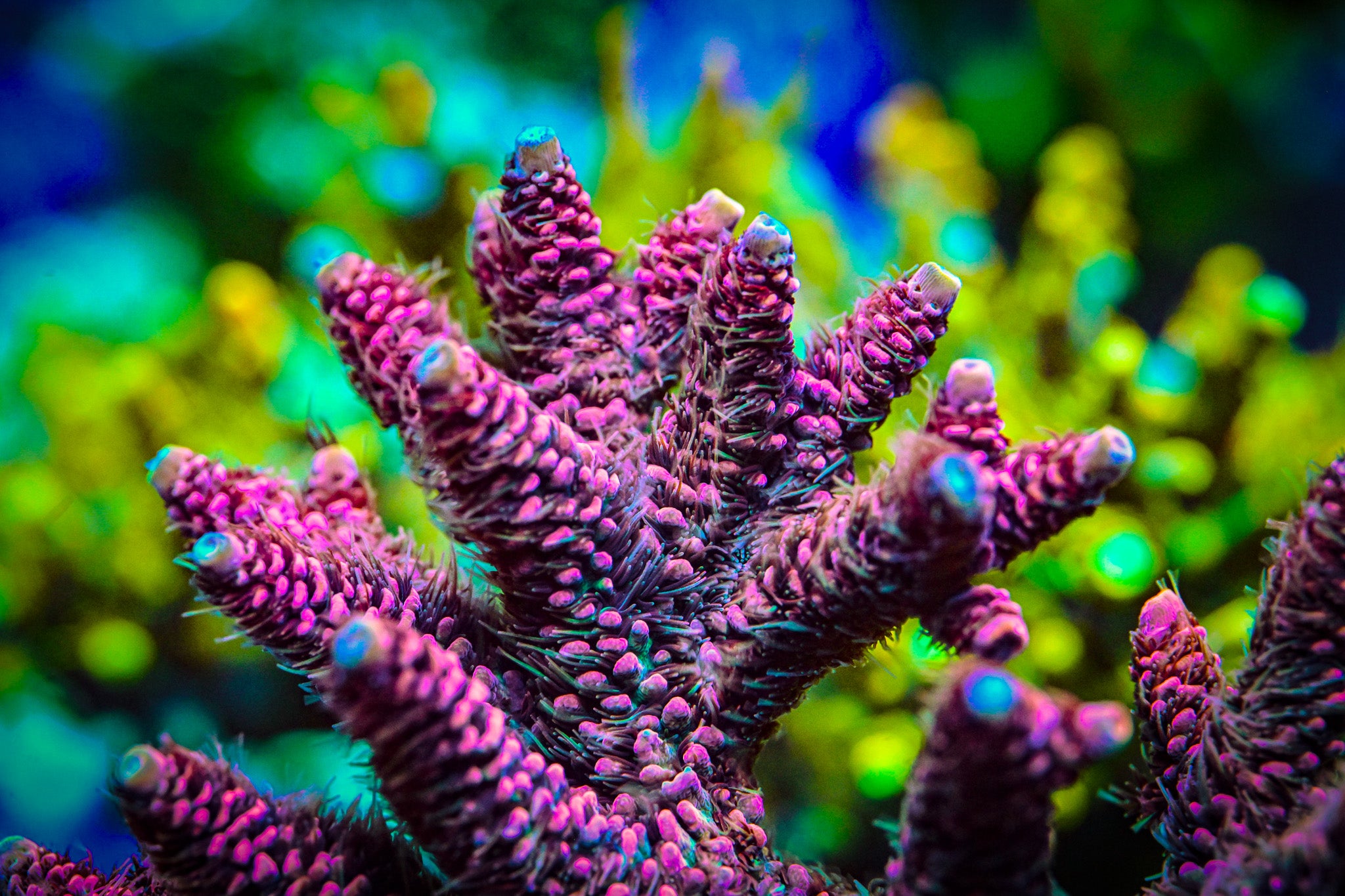 RC Space Jam Acropora *WYSIWYG*