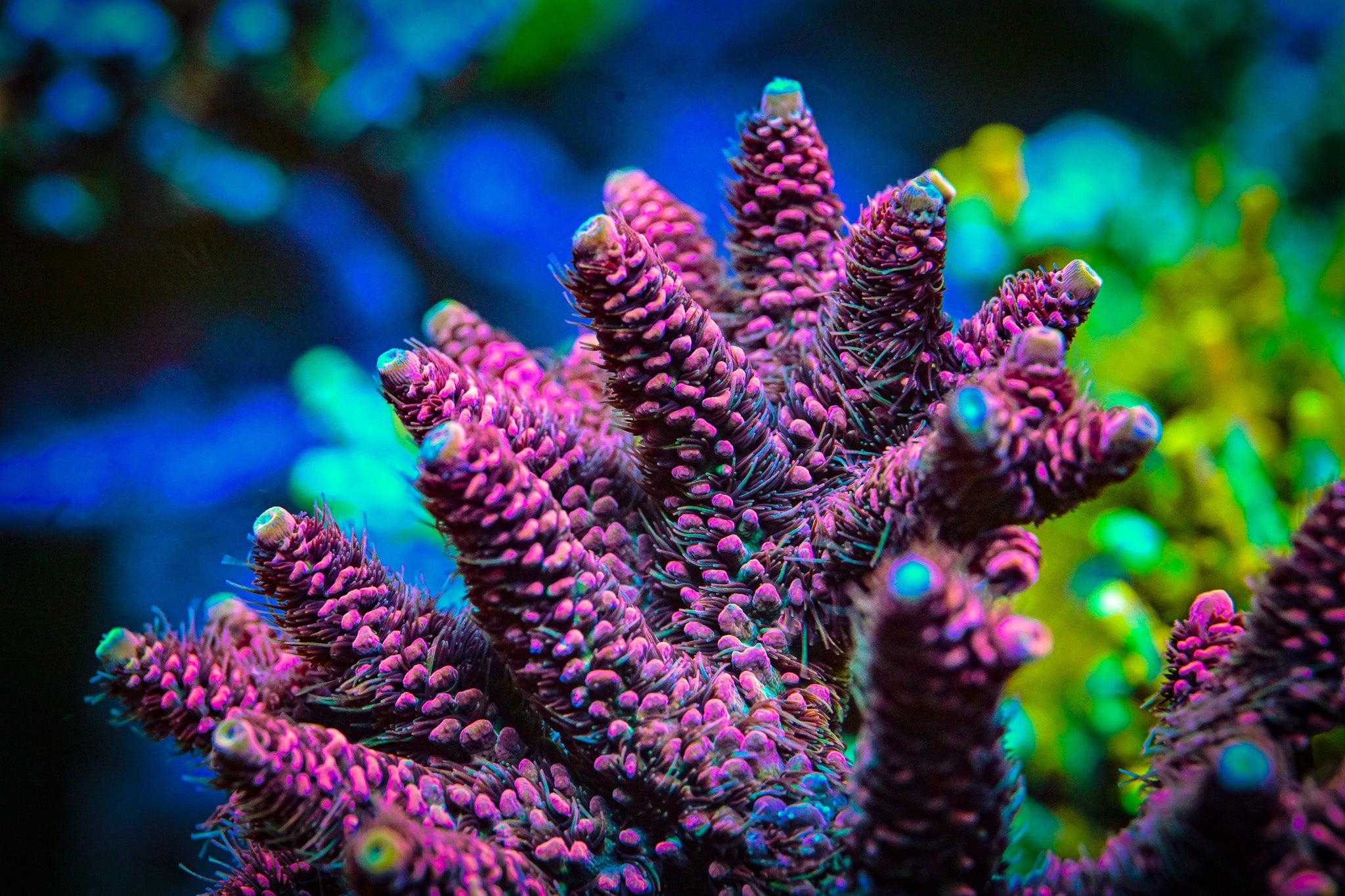 RC Space Jam Acropora Frag