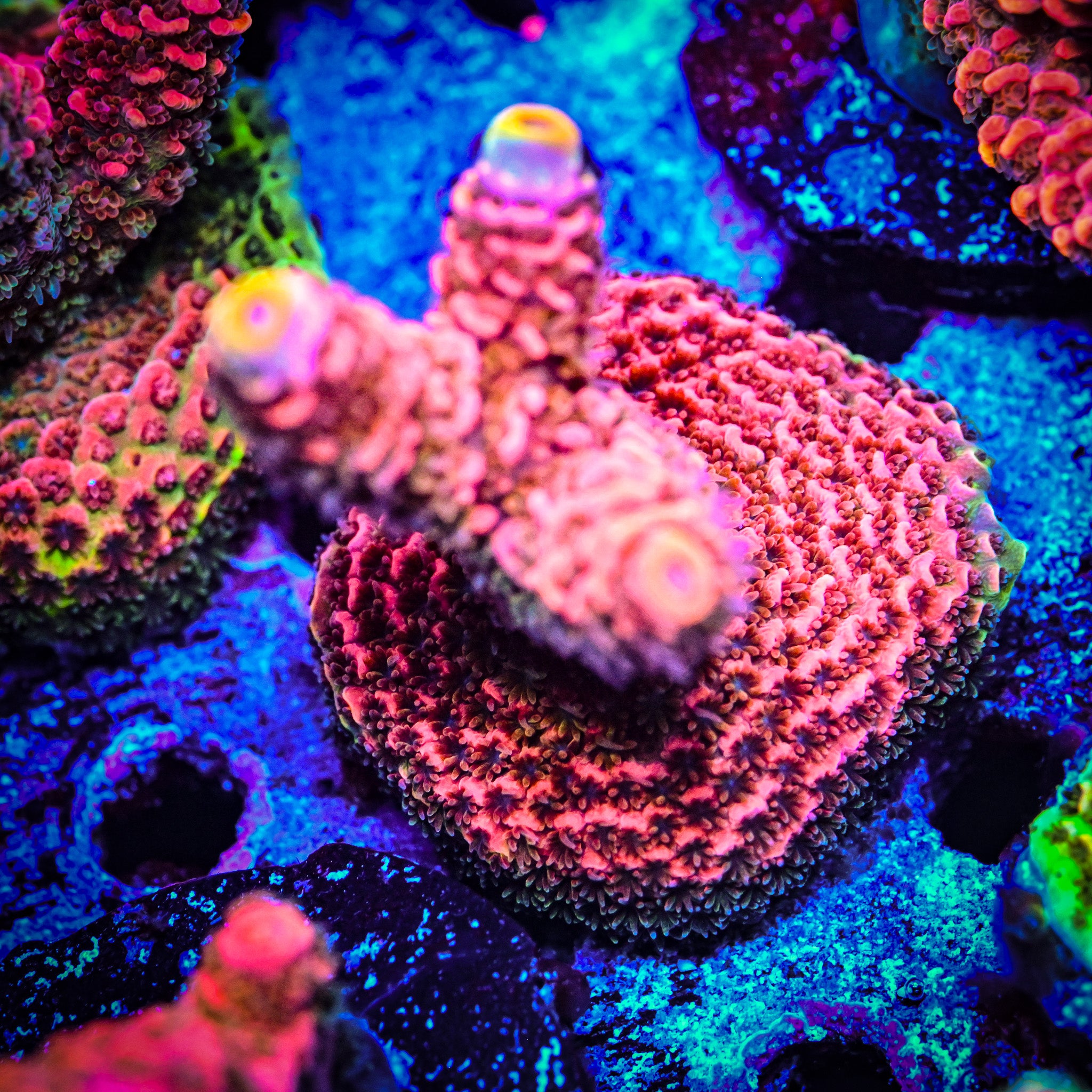 RC Furiosa Acropora *WYSIWYG*