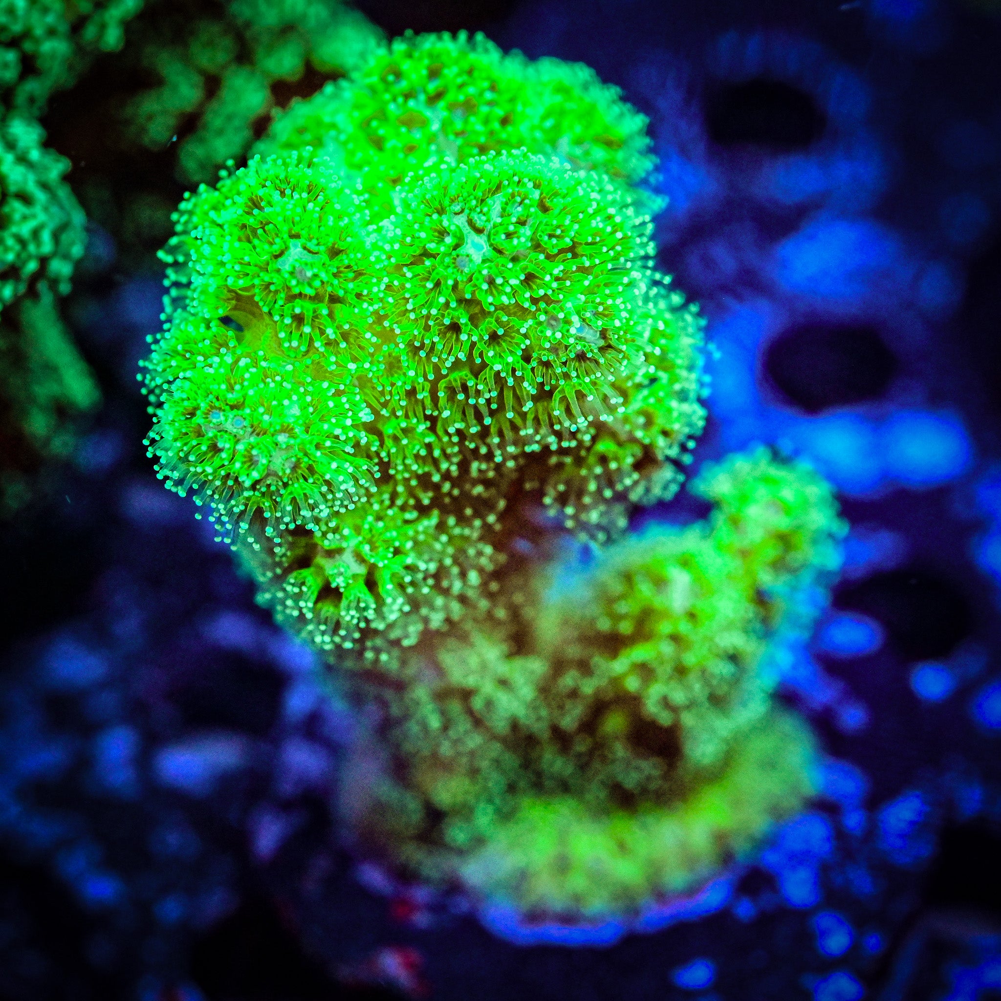 RC Neon Green Pocillopora *WYSIWYG*