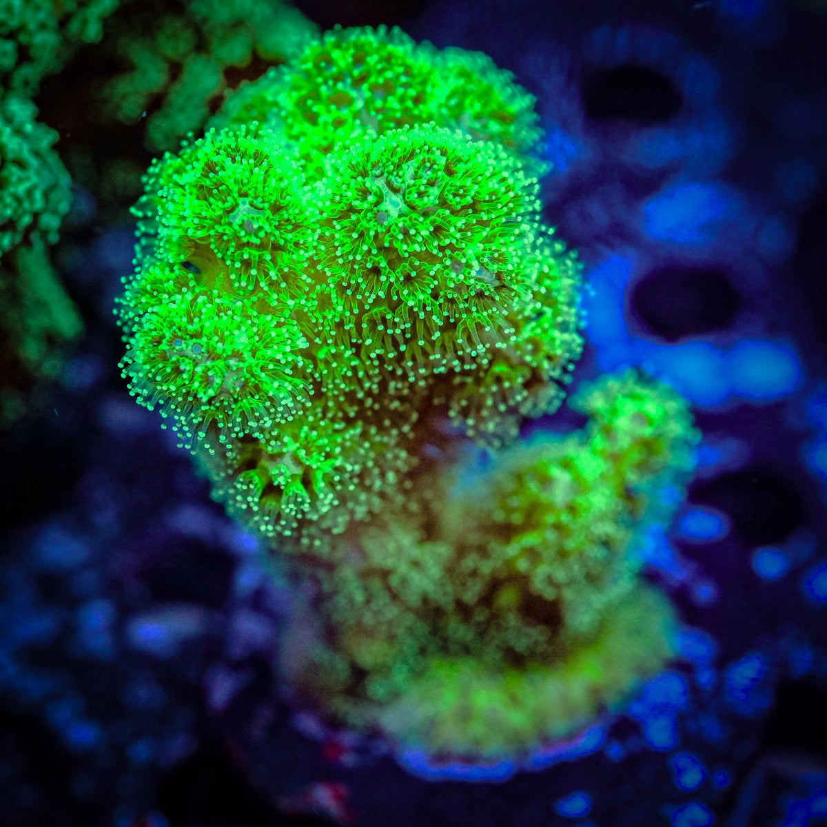 RC Neon Green Pocillopora *WYSIWYG*