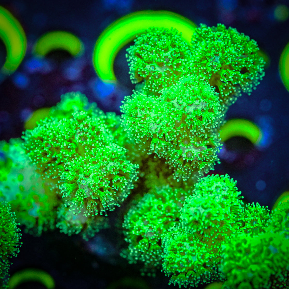 RC Neon Green Pocillopora *WYSIWYG*