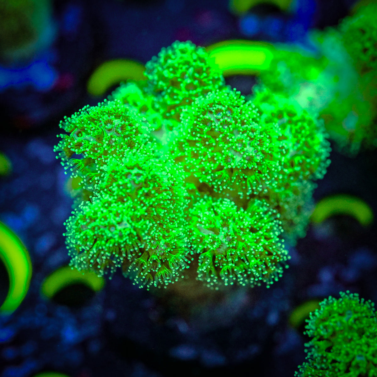RC Neon Green Pocillopora *WYSIWYG*